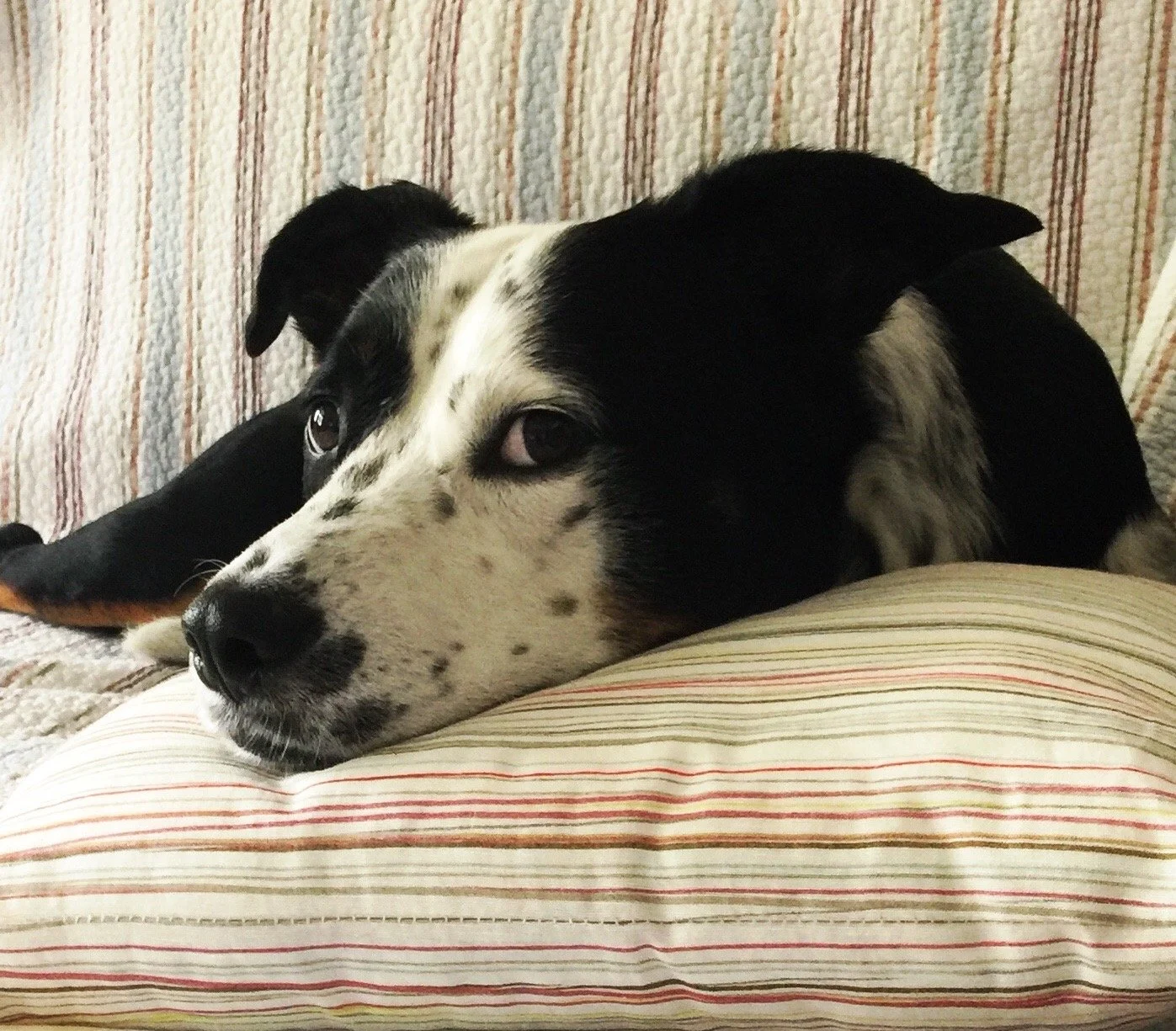 A black and white dog lays peacefully on a couch looking at the person who loves him most.
