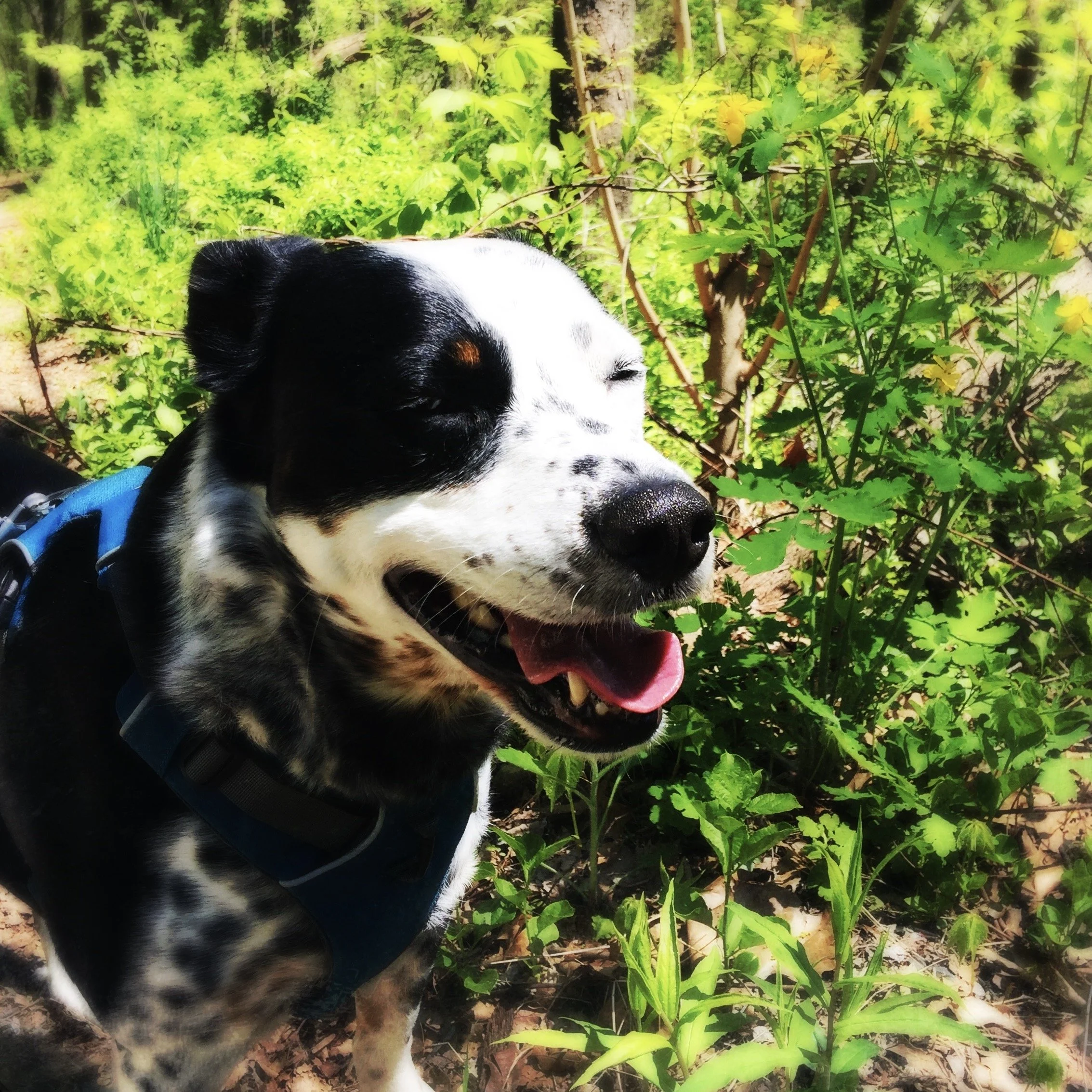 A black and white dog stands in the summertime sun with his eyes closed and smiling.
