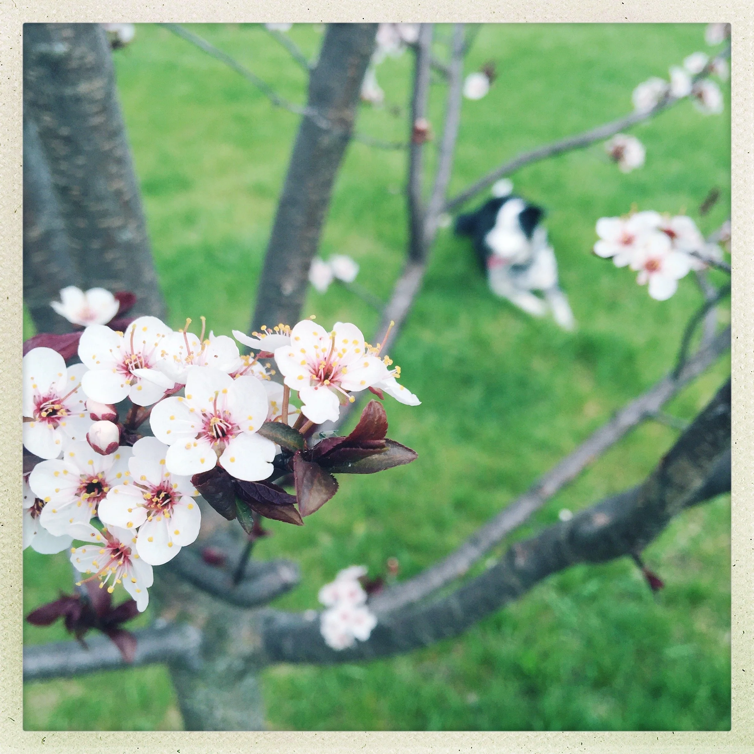 A black and white dog rests in the grass in the background of a photo of plum blossoms starting to bloom in the spring.