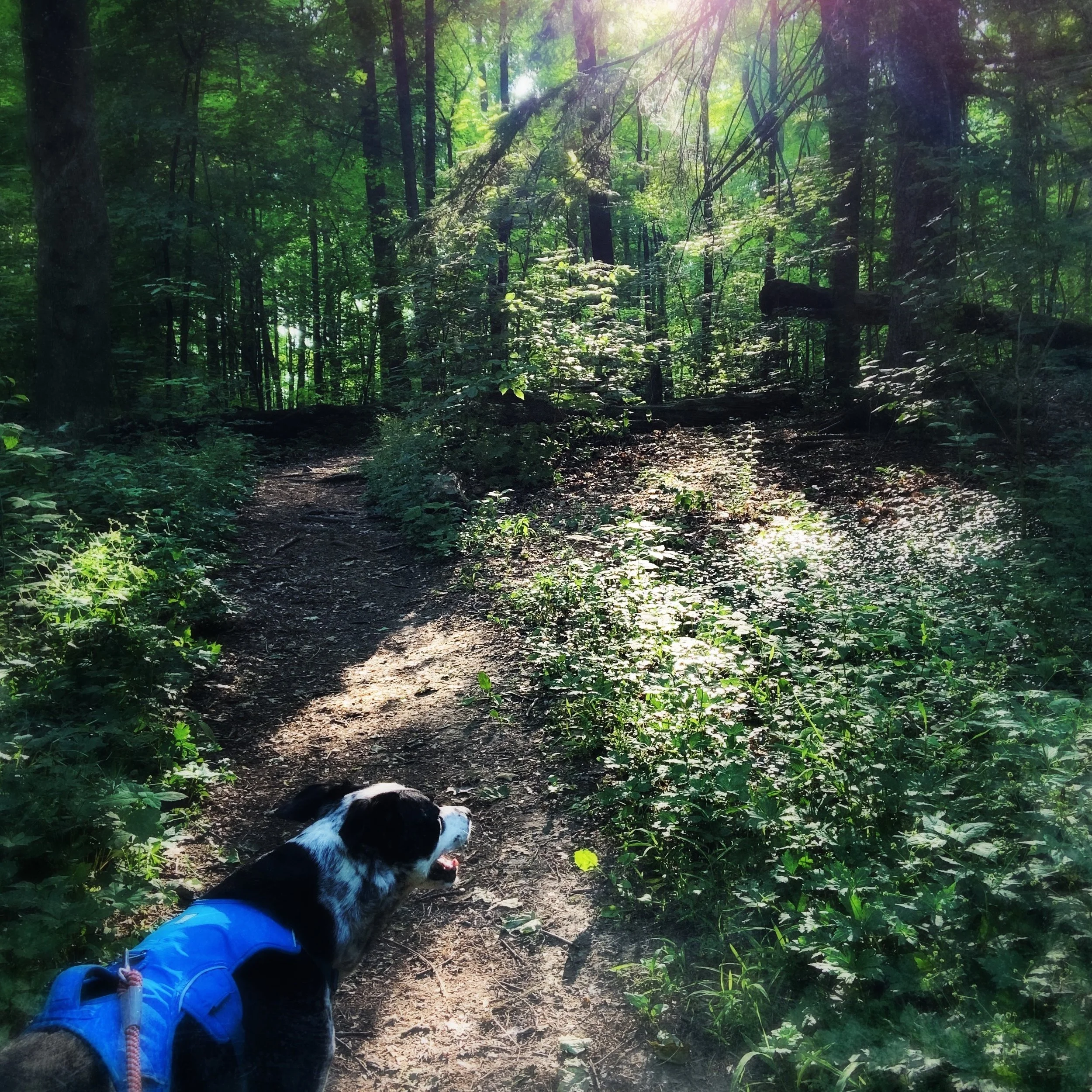 A black and white dog enters a forest in early summer with the person who loves him most.