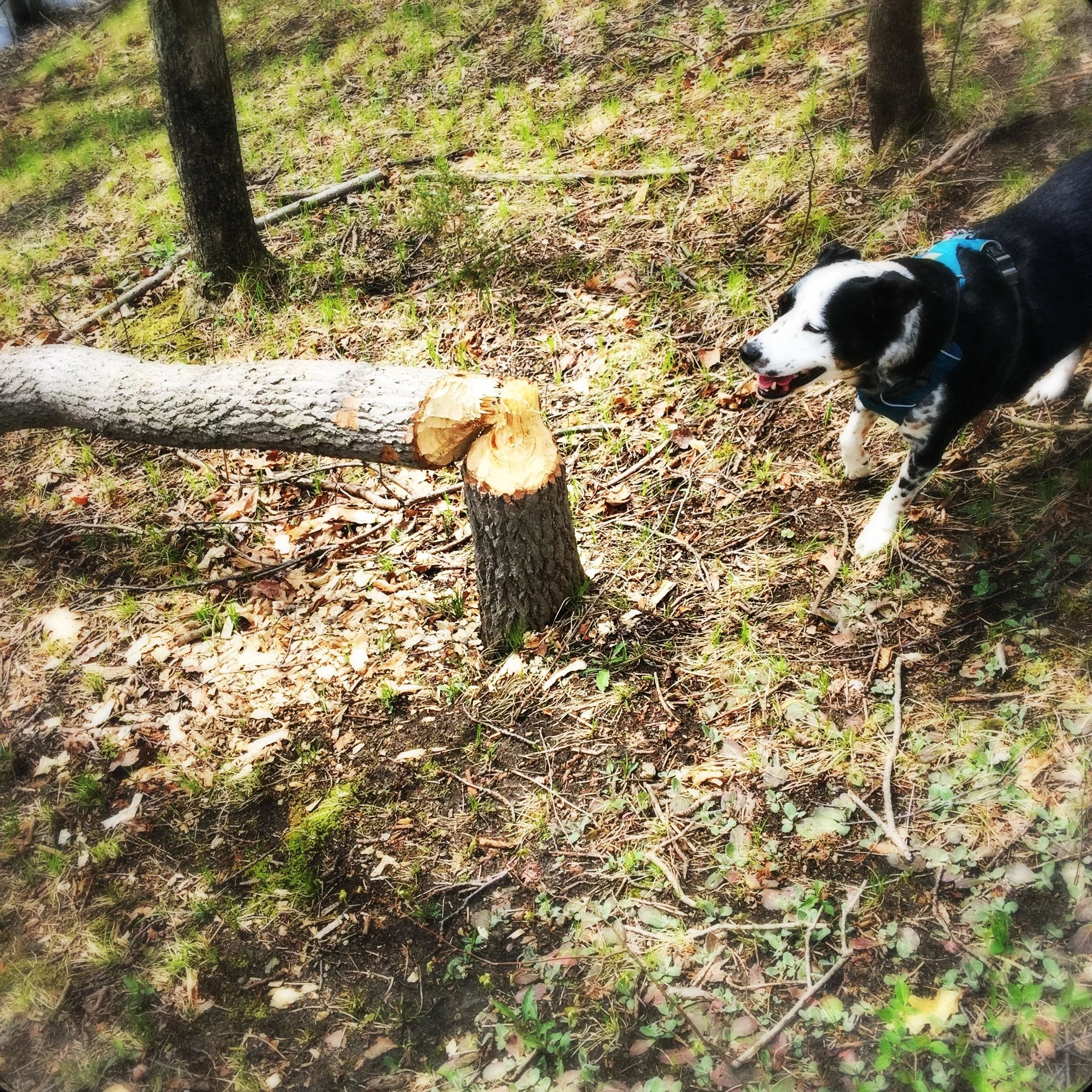 A black and white dog inspecting a fallen tree chewed down by beaver, with the person who loves him most.