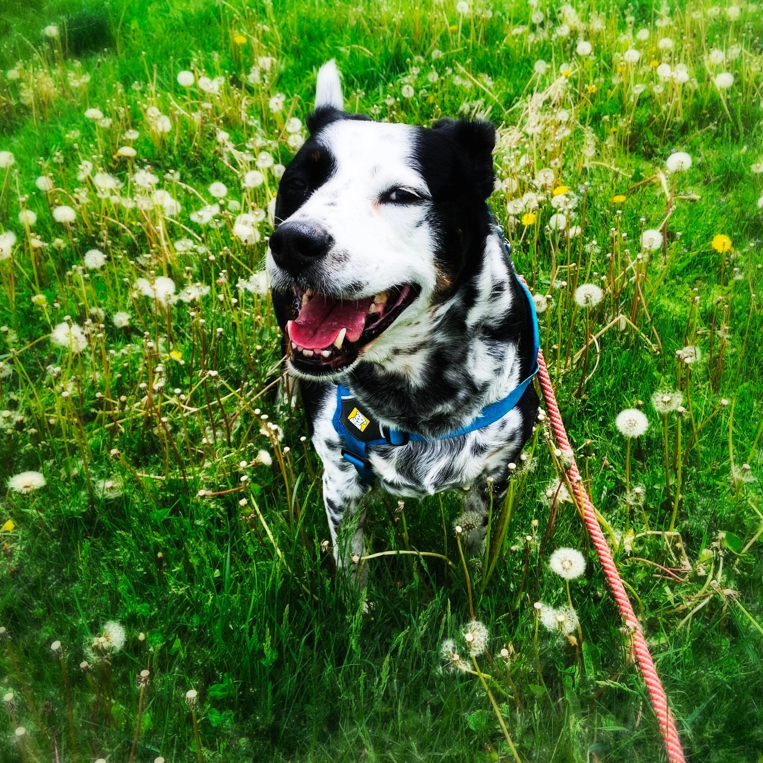 A black and white dog stands ecstatically in a field of dandelions smiling at the person who loves him most.