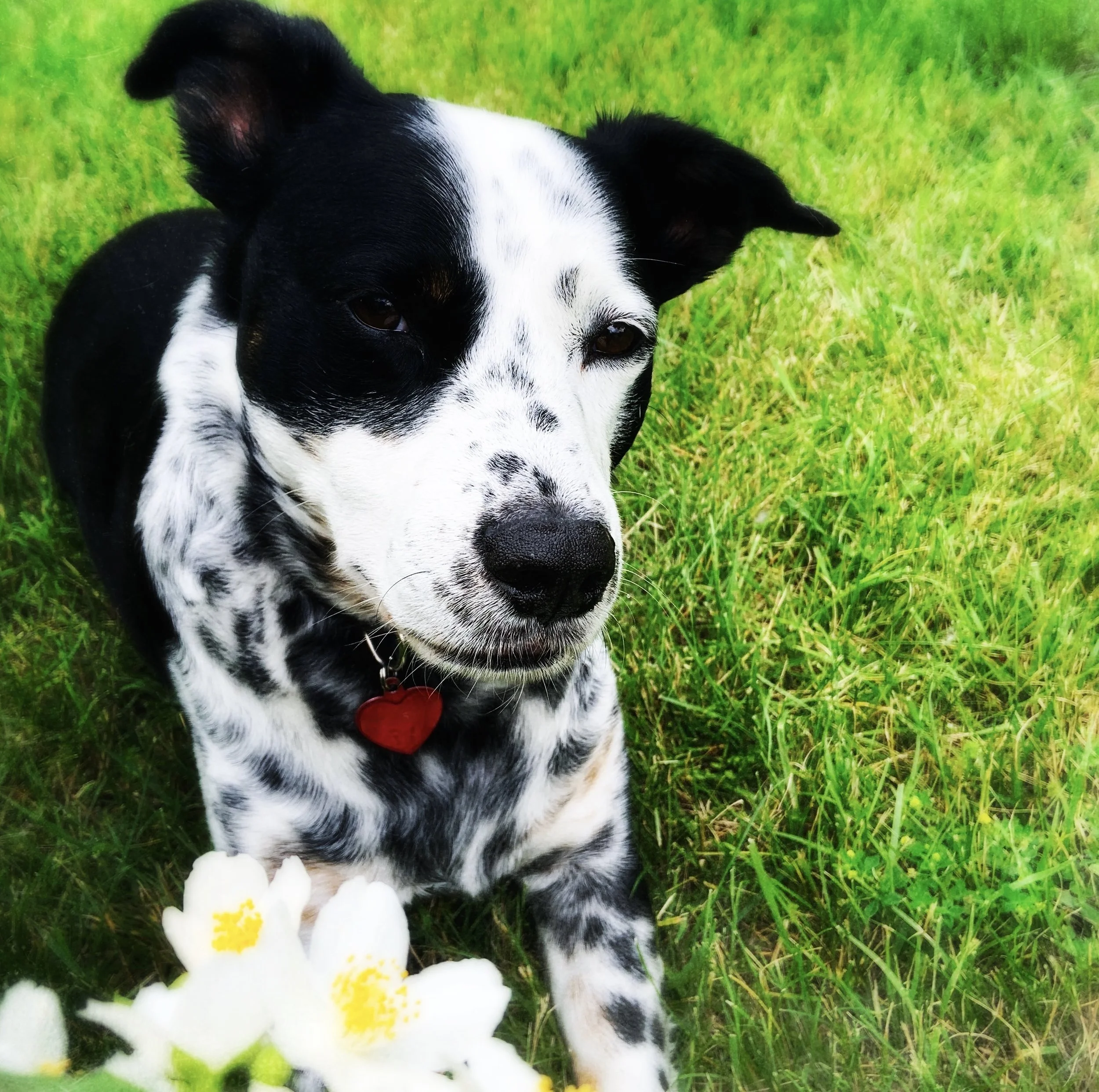 A black and white dog sits lazily in the grass with a small bouquet of mock orange flowers offered to him by the person who loves him most.