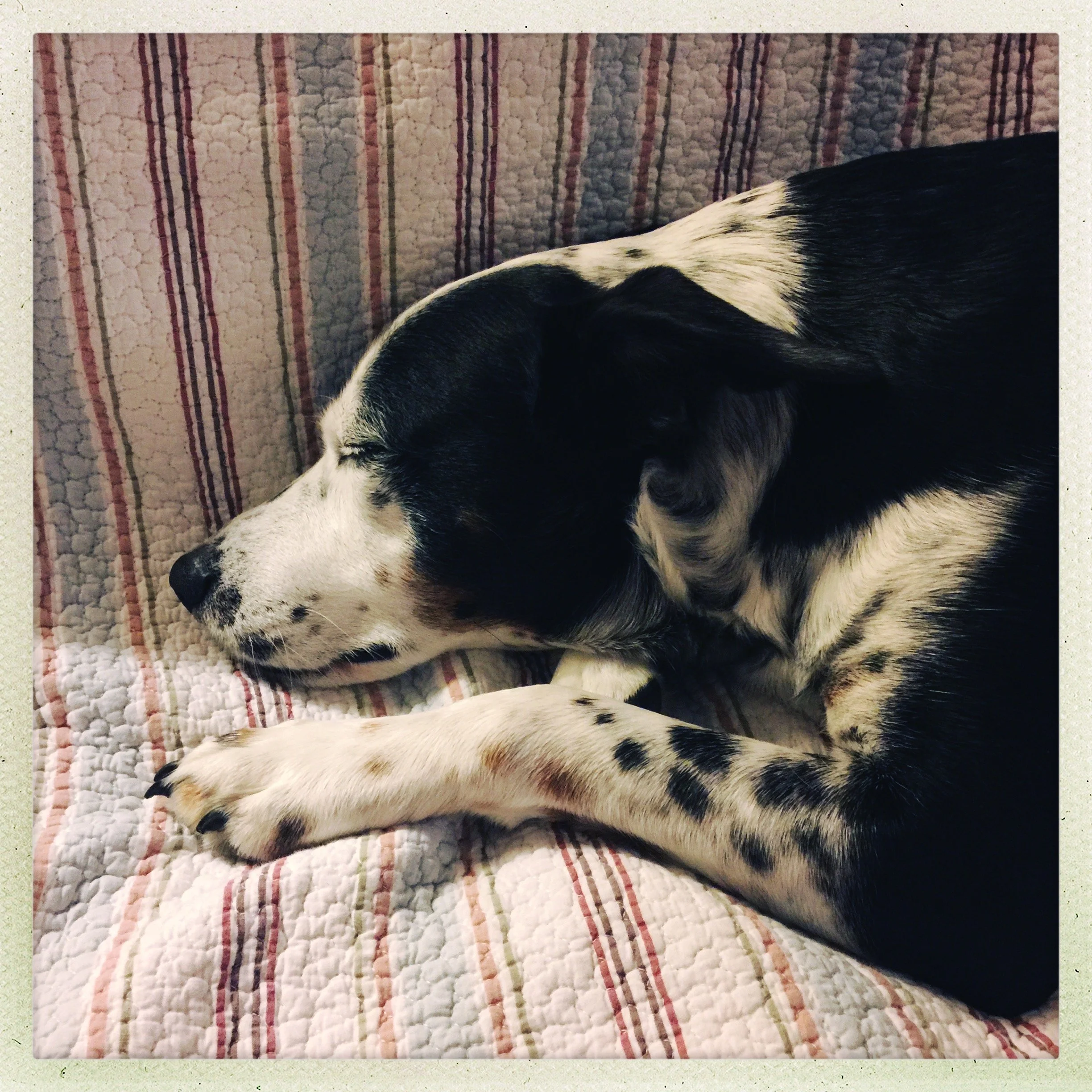 A black and white dog sleeping peacefully in the presence of the person who loves him most.