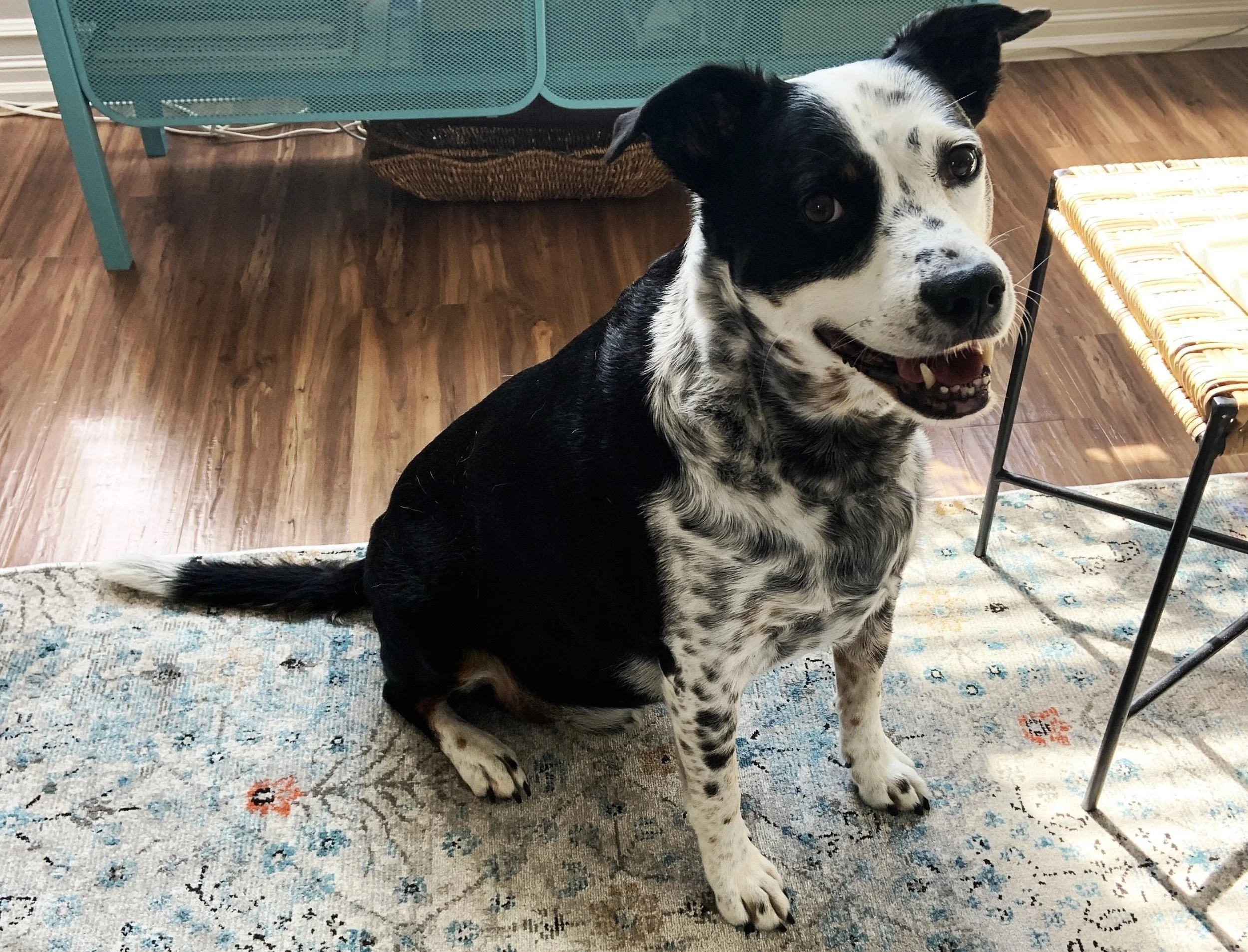 A black and white dog stands in his home smiling at the person who loves him most.