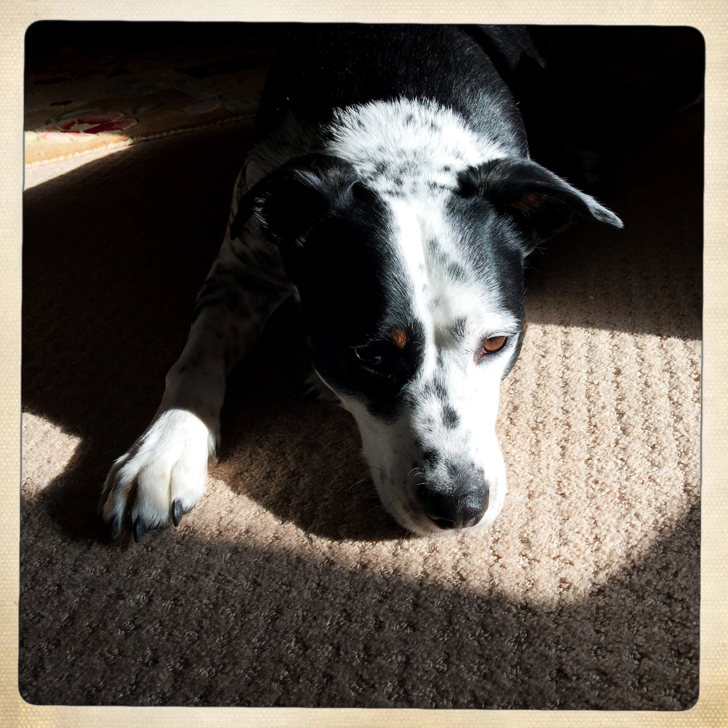 A black and white dog with is chin resting on a sun patch on the floor with the person who loves him most.