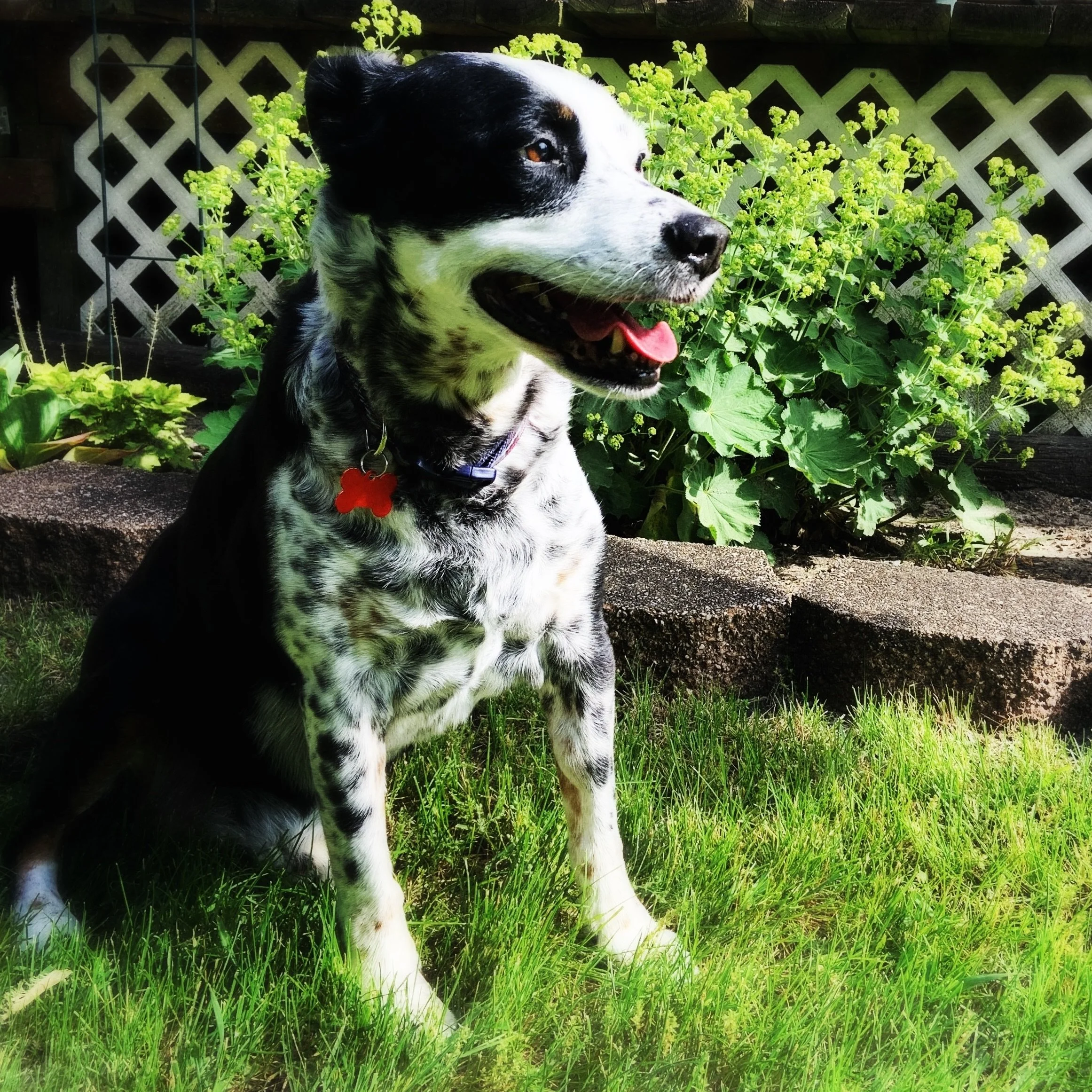 A black and white dog stands stands contently in the grass of a backyard garden with sun shining on him.