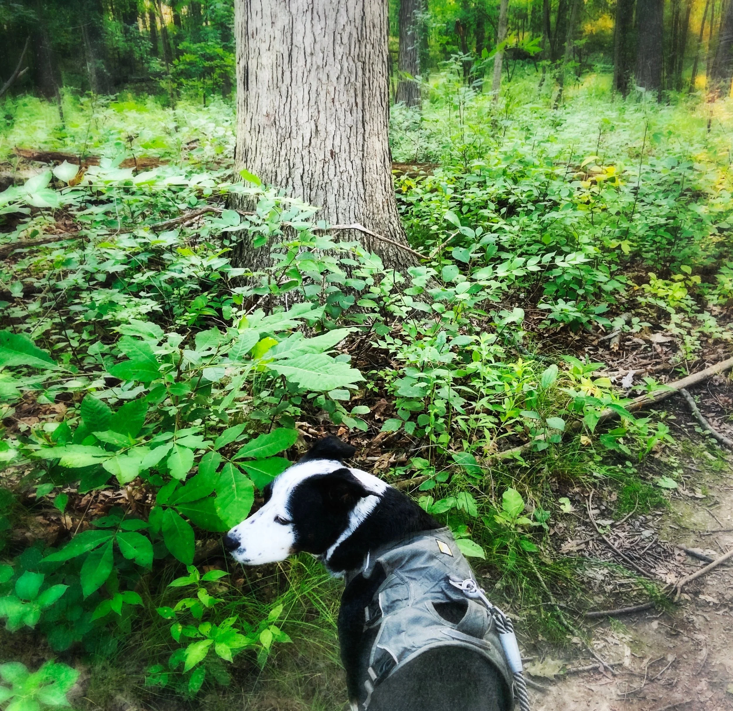 A black and white dog lays looks back on a thickly wooded path with the person who loves him most.