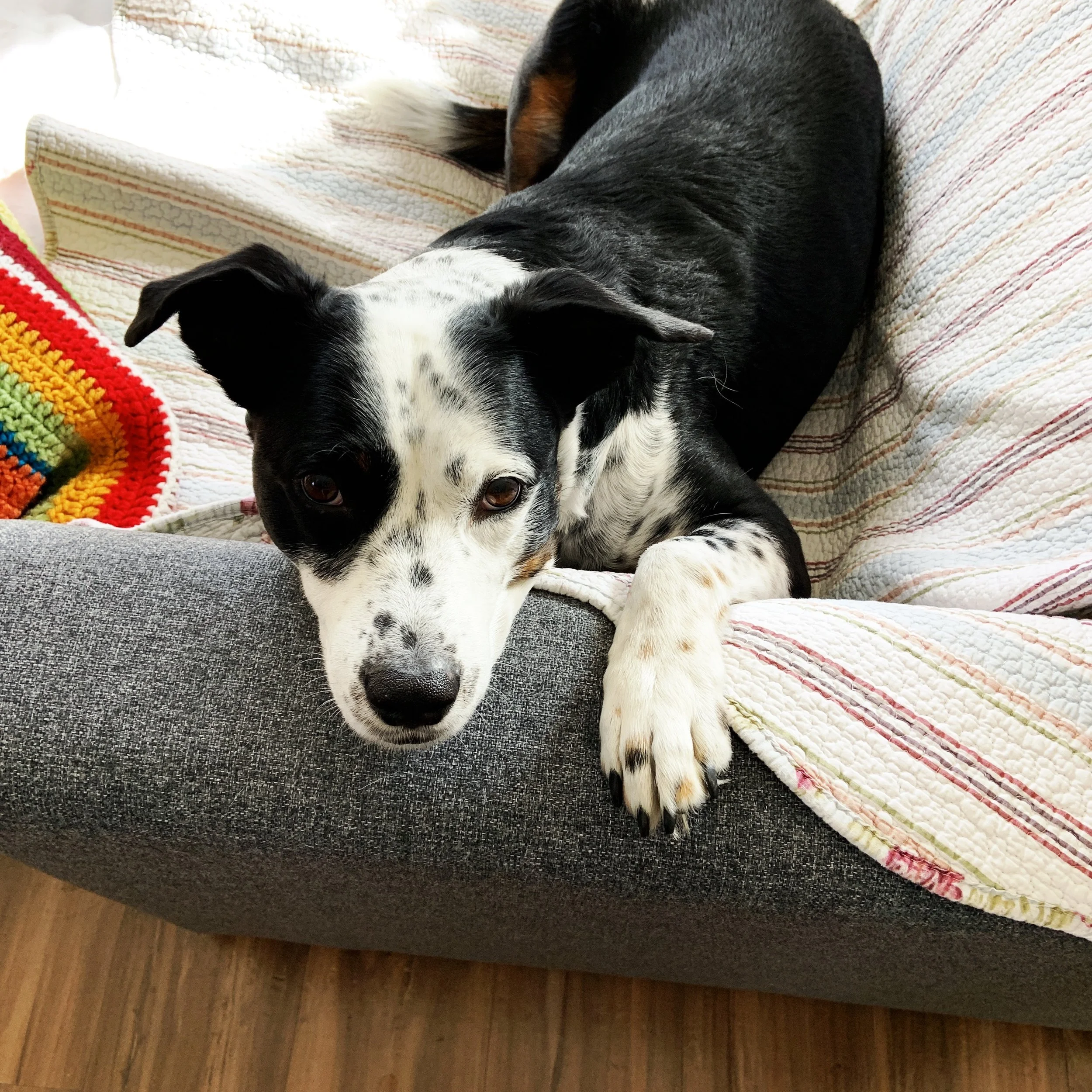 A black and white dog resting his chin on the arm of a couch looking at the person who loves him most.