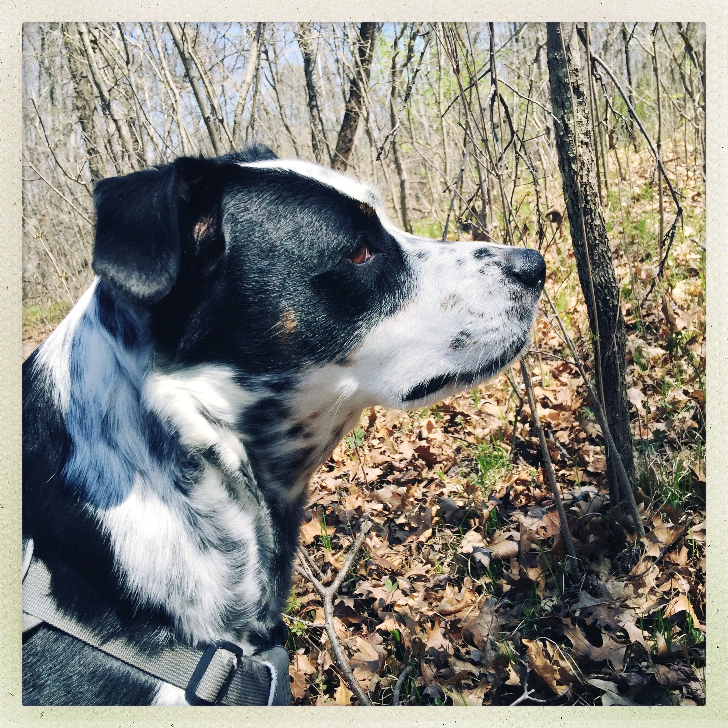 A black and white dog smiles on a sunny spring day on a forest path with the person who loves him most.