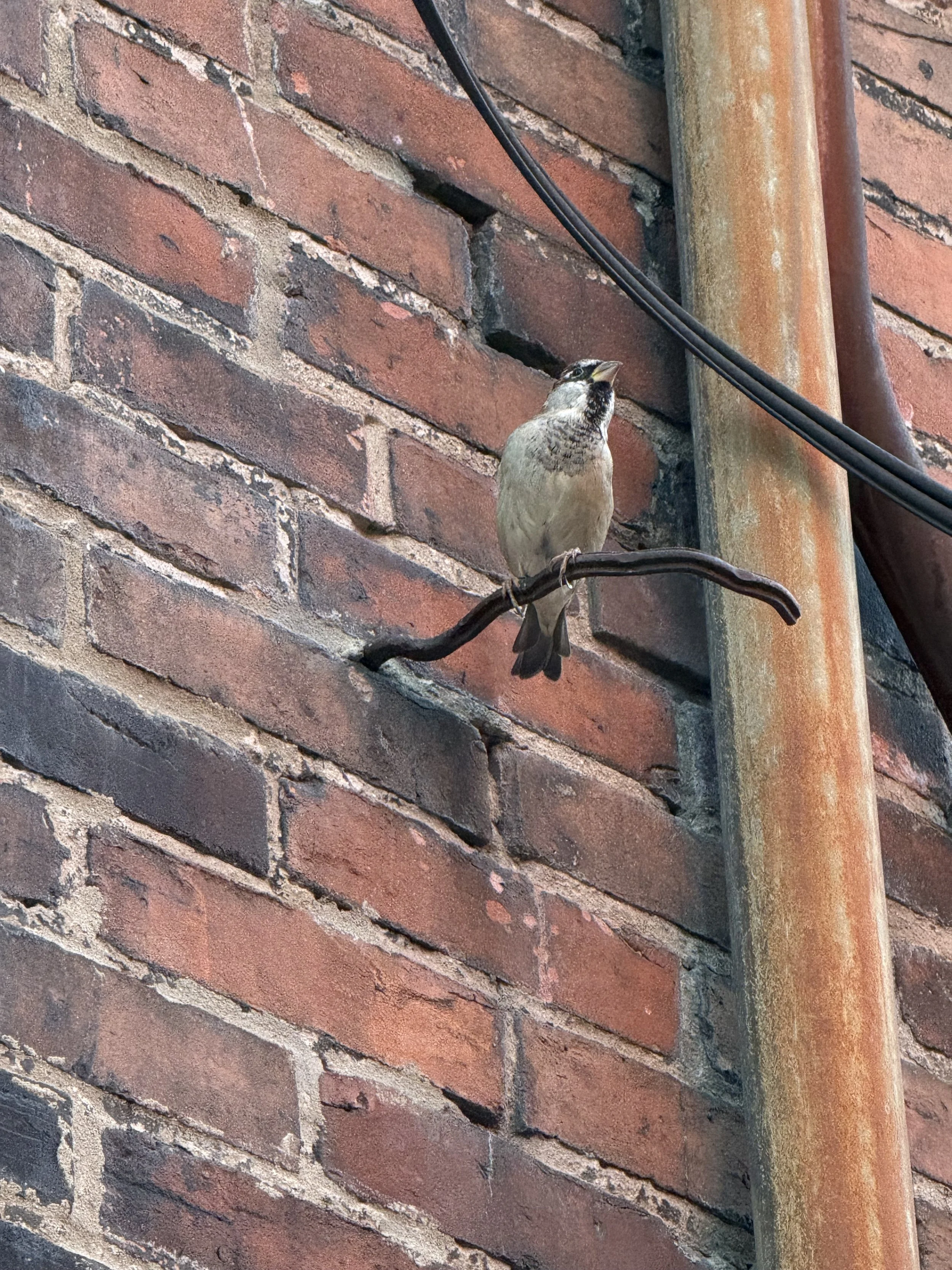 A house sparrow perched on a hard wire protruding from an old brick building, listening.