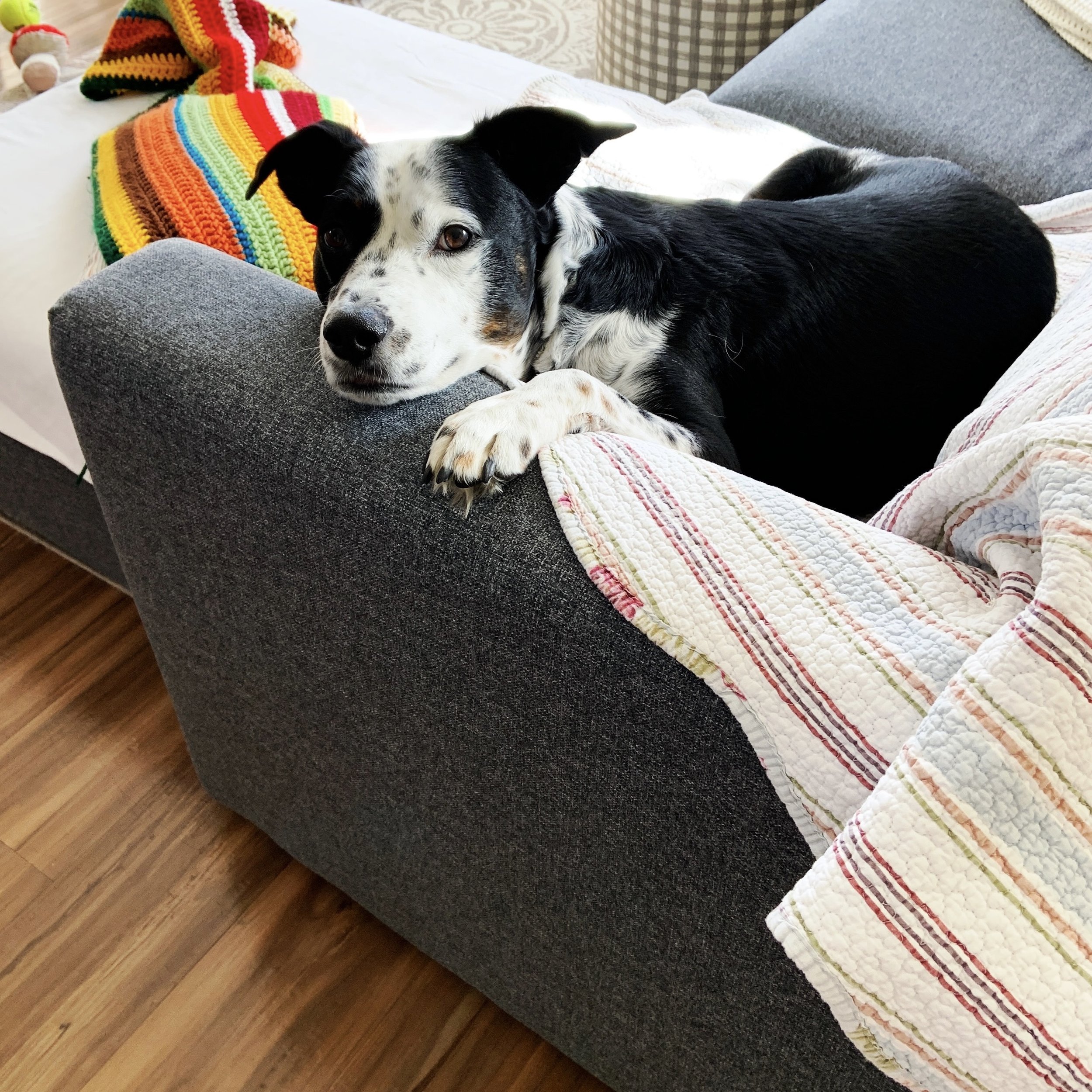 A black and white dog lays peacefully on a couch looking at the person who loves him most.