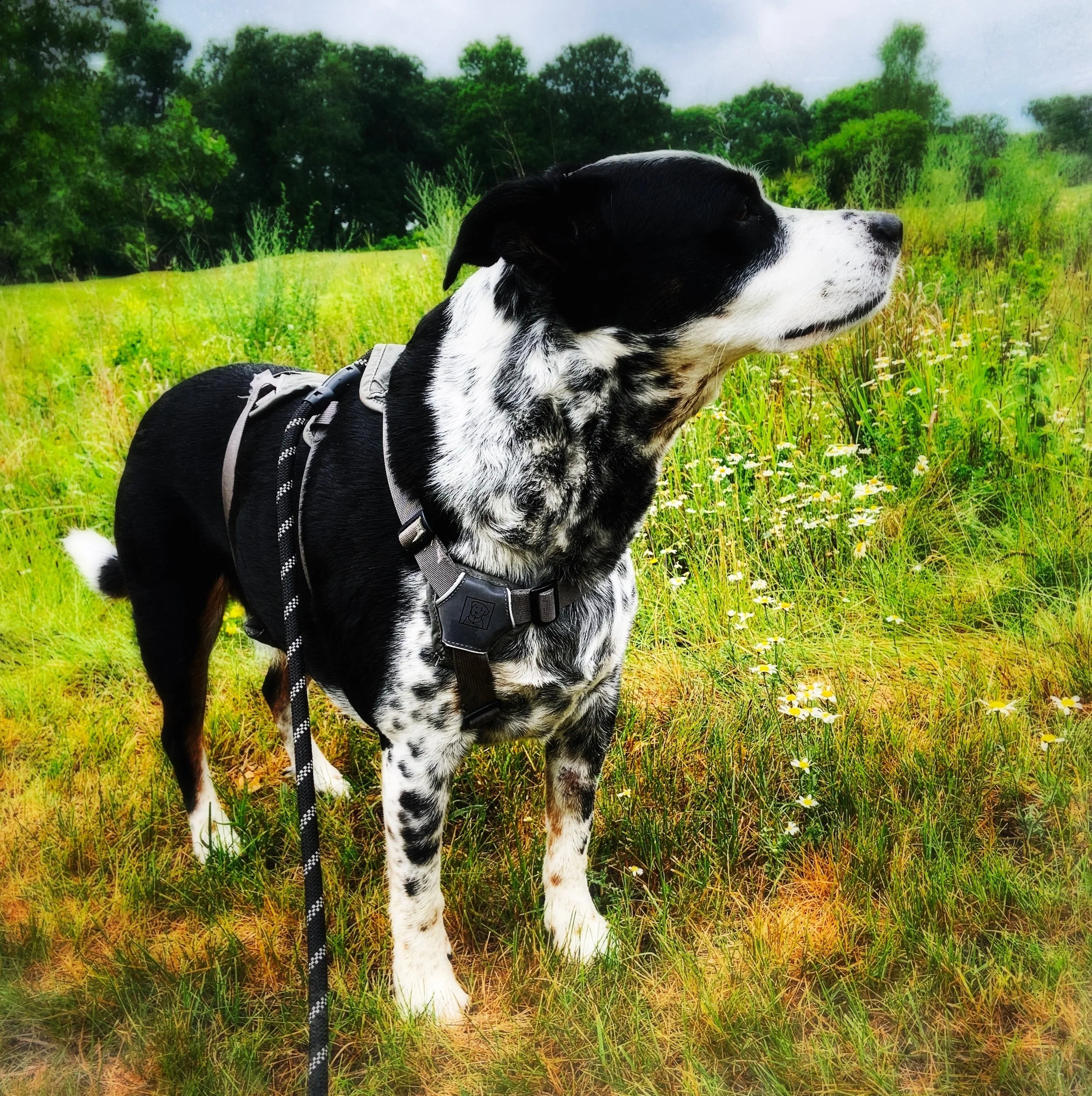A black and white dog at the edge of a forest sniffing the air in summer with the person who loves him most.