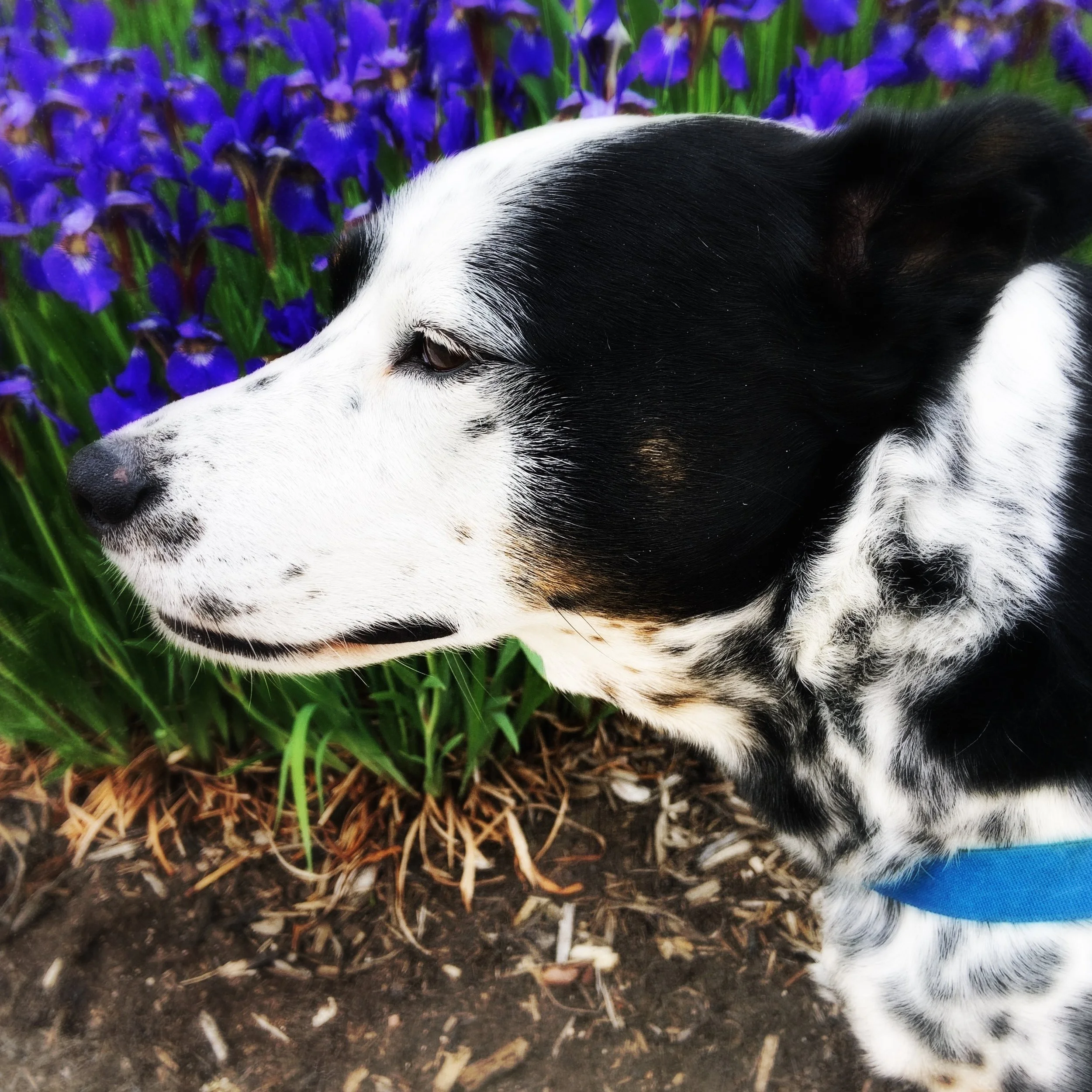 A black and white dog stands in profile against a bed of blooming purple iris in springtime with the person who loves him most.