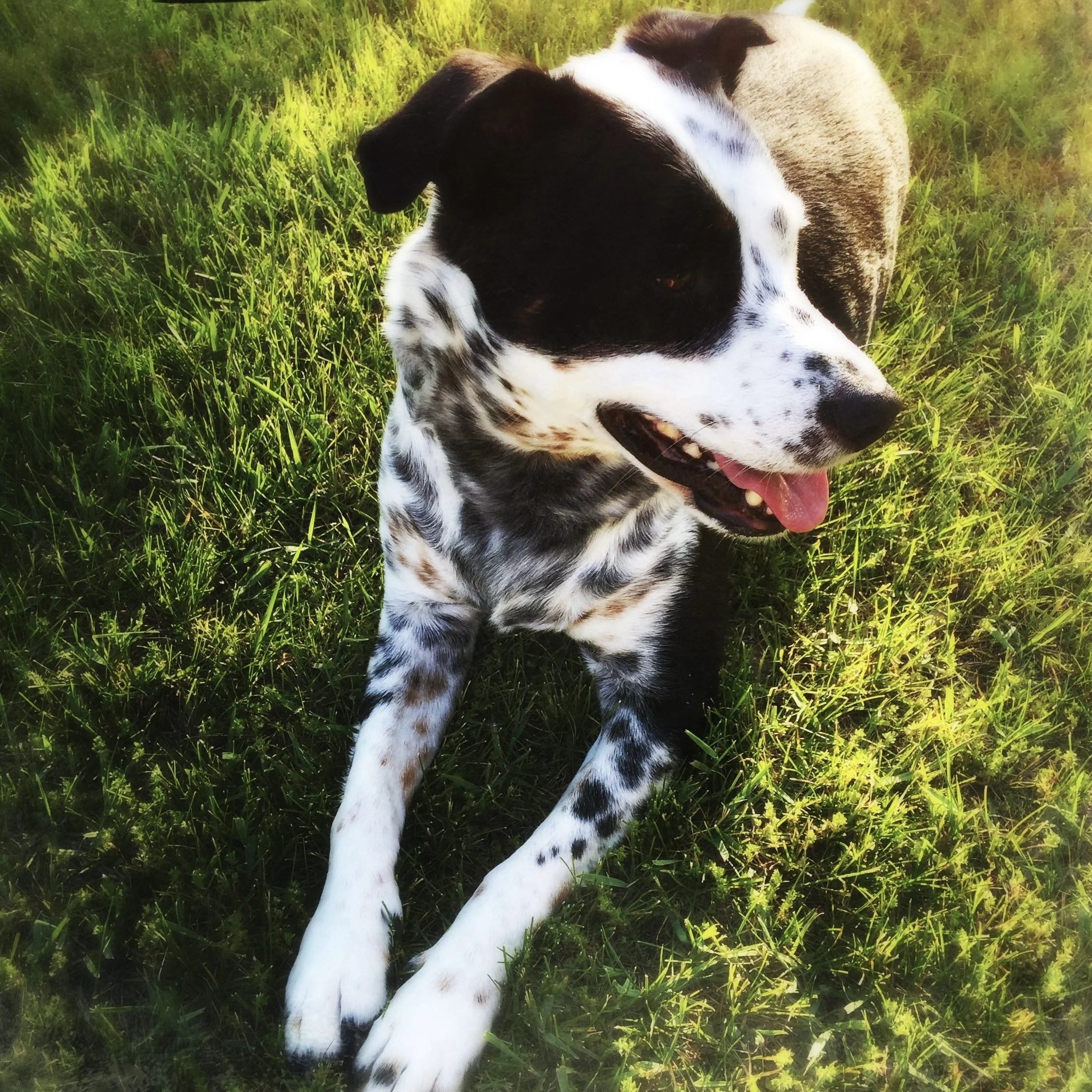 A black and white dog sitting in the evening grass with the person who loves him most.