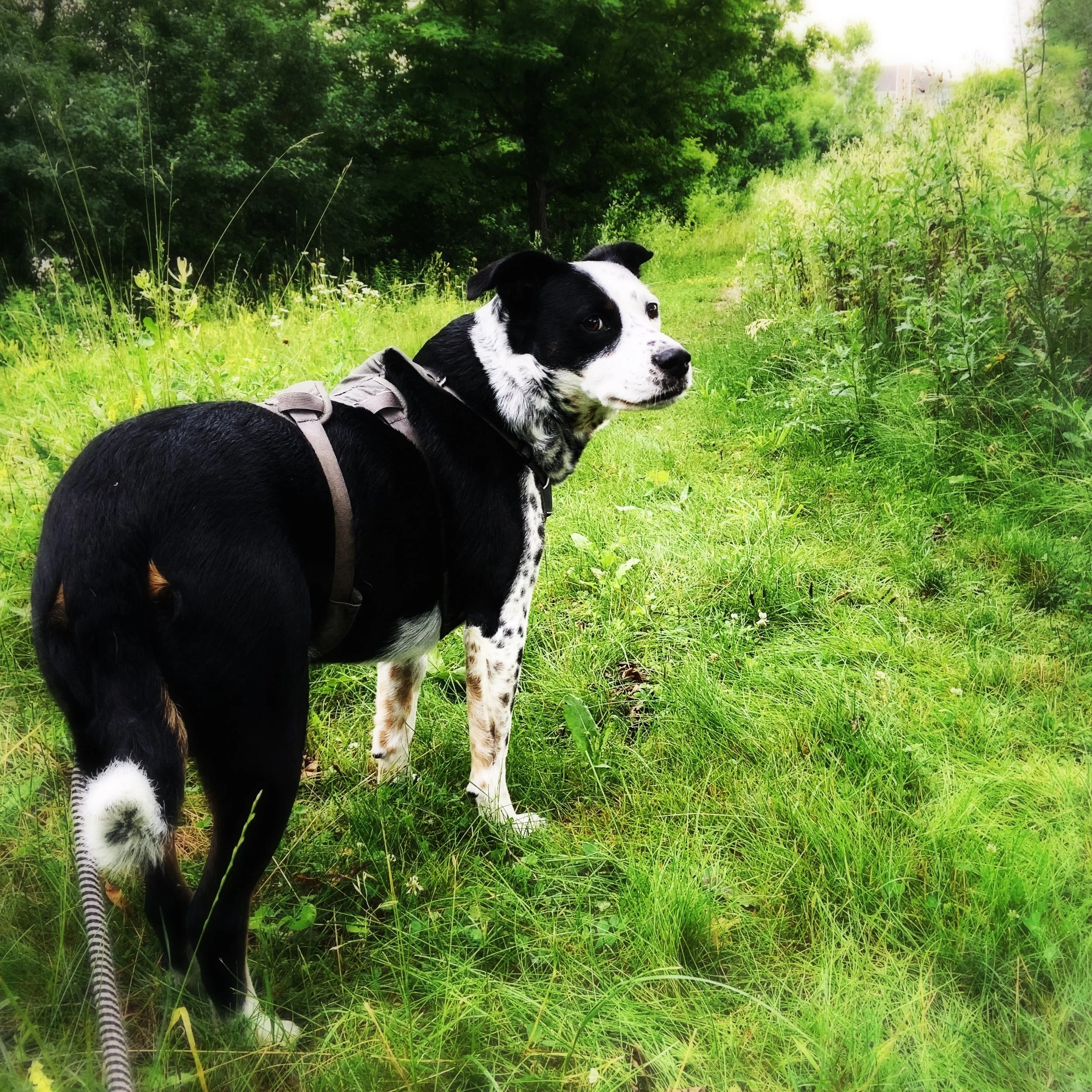 A black and white dog at the start of a lush trail looks back at the person who loves him most.