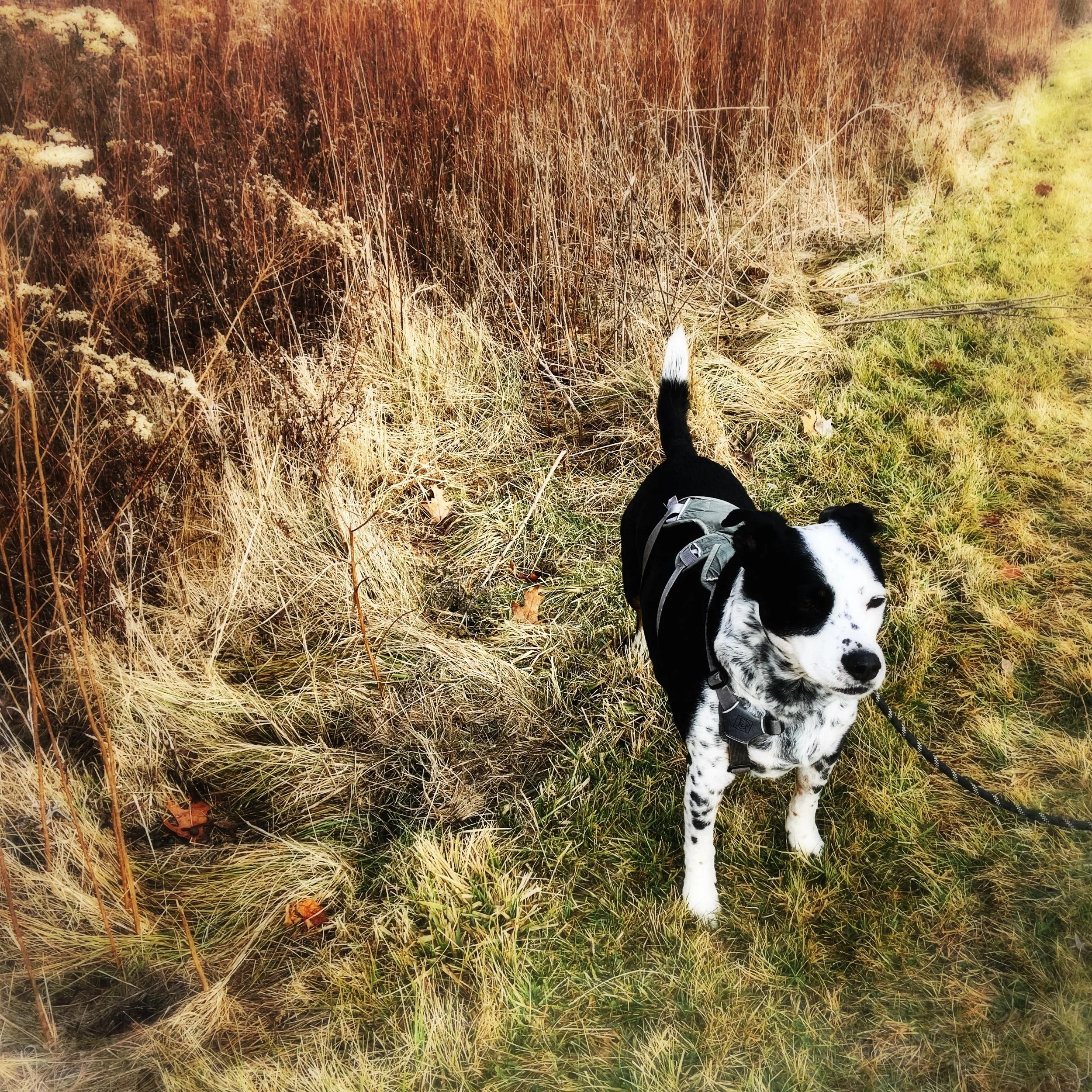 A beautiful black and white dog standing next to late summer grasses with the person who loves him most.