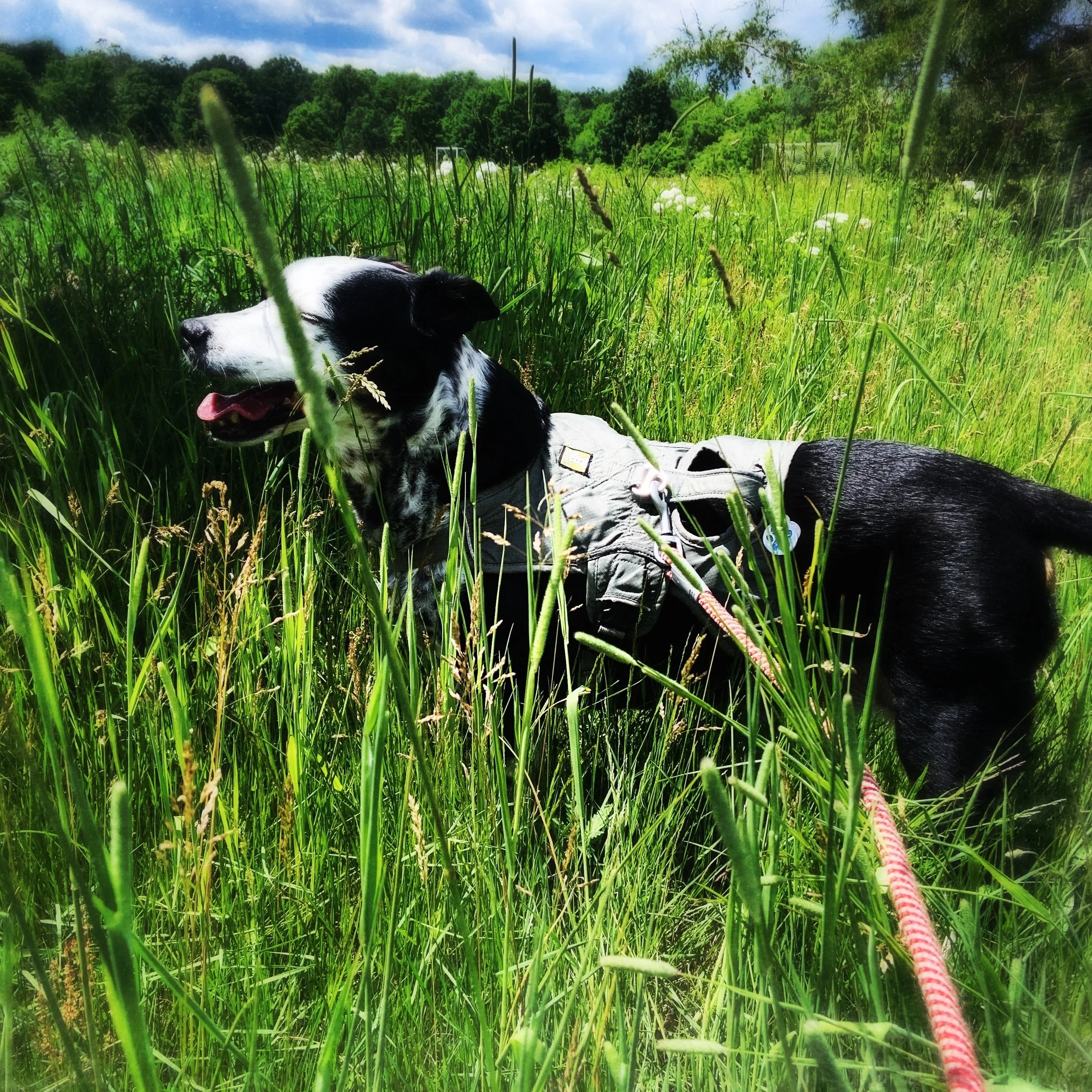 A black and white dog stands in tall summer grasses under sun and blue sky with the person who loves him most.
