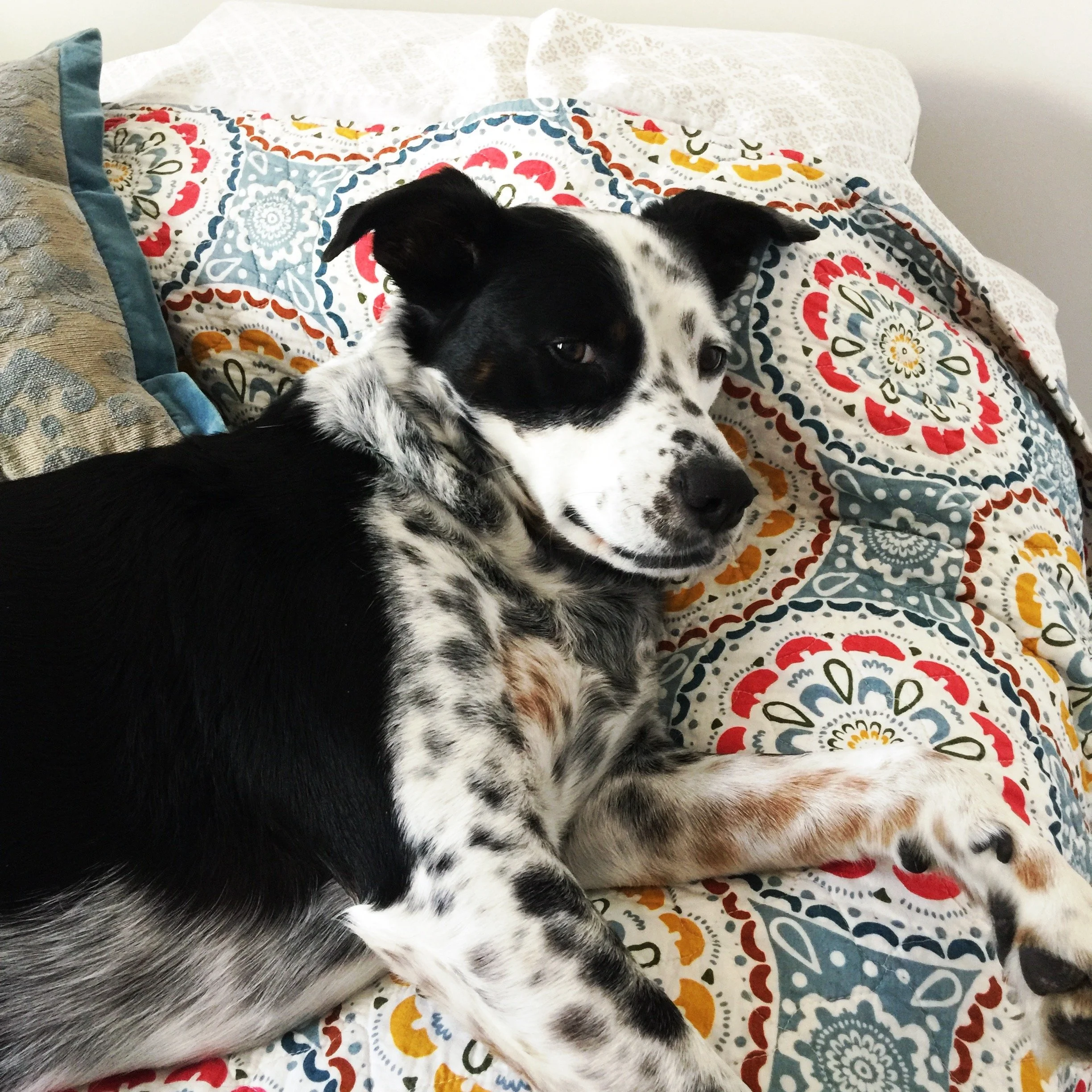 A black and white dog lying in bed on a colorful quilt calmly looking at the person who loves him most.