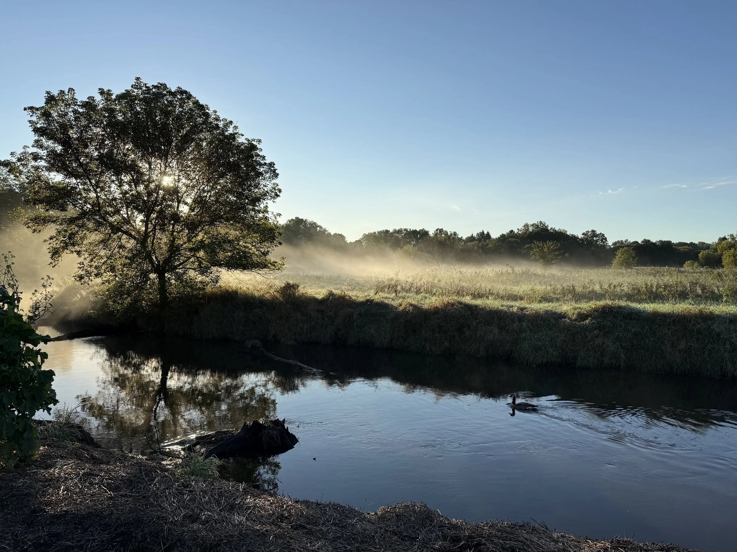 A Canadian Goose swims alone in fog in a creek at sunrise.