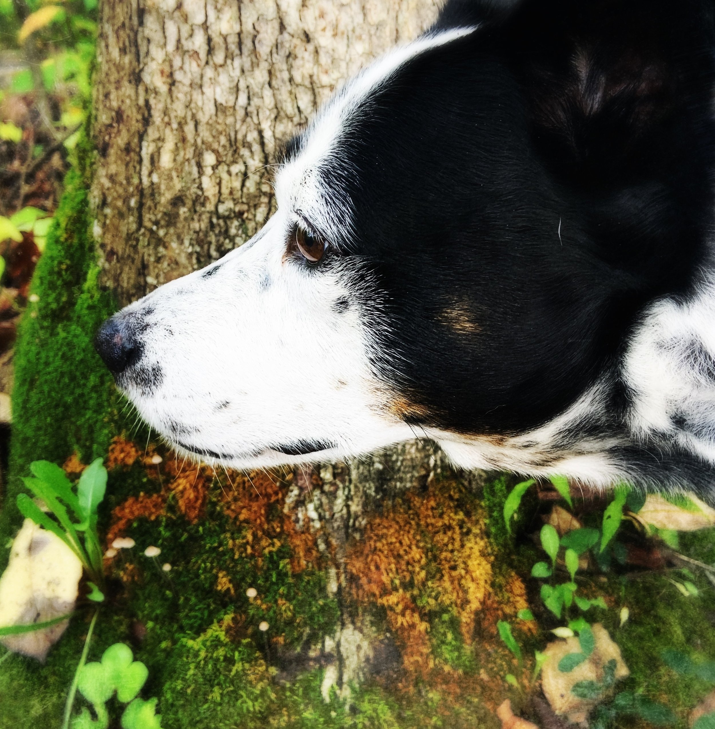A black and white dog stands at the base of a tree in profile on a forest path with the person who loves him most.