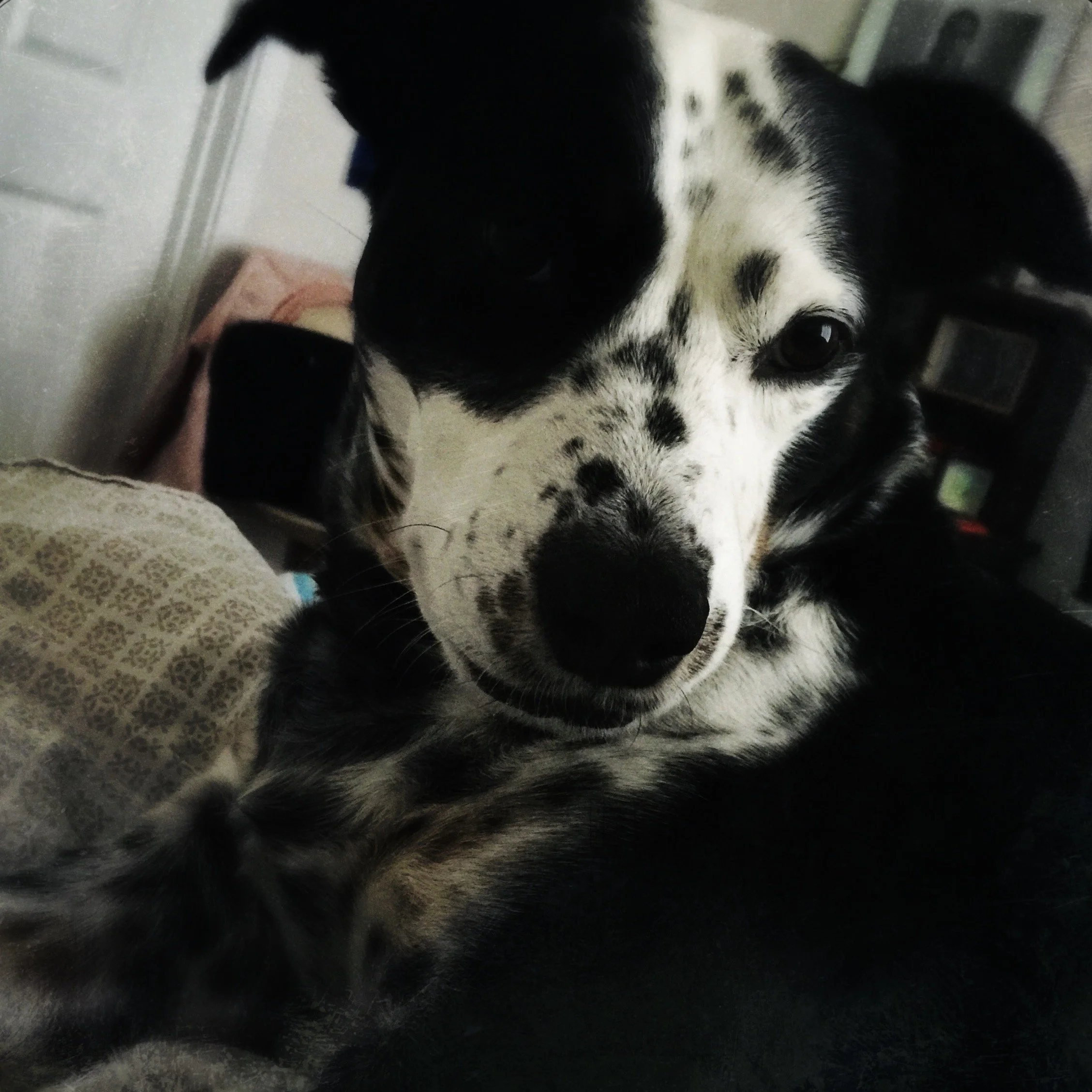 A black and white dog lying on a couch looking at the person who loves him most.