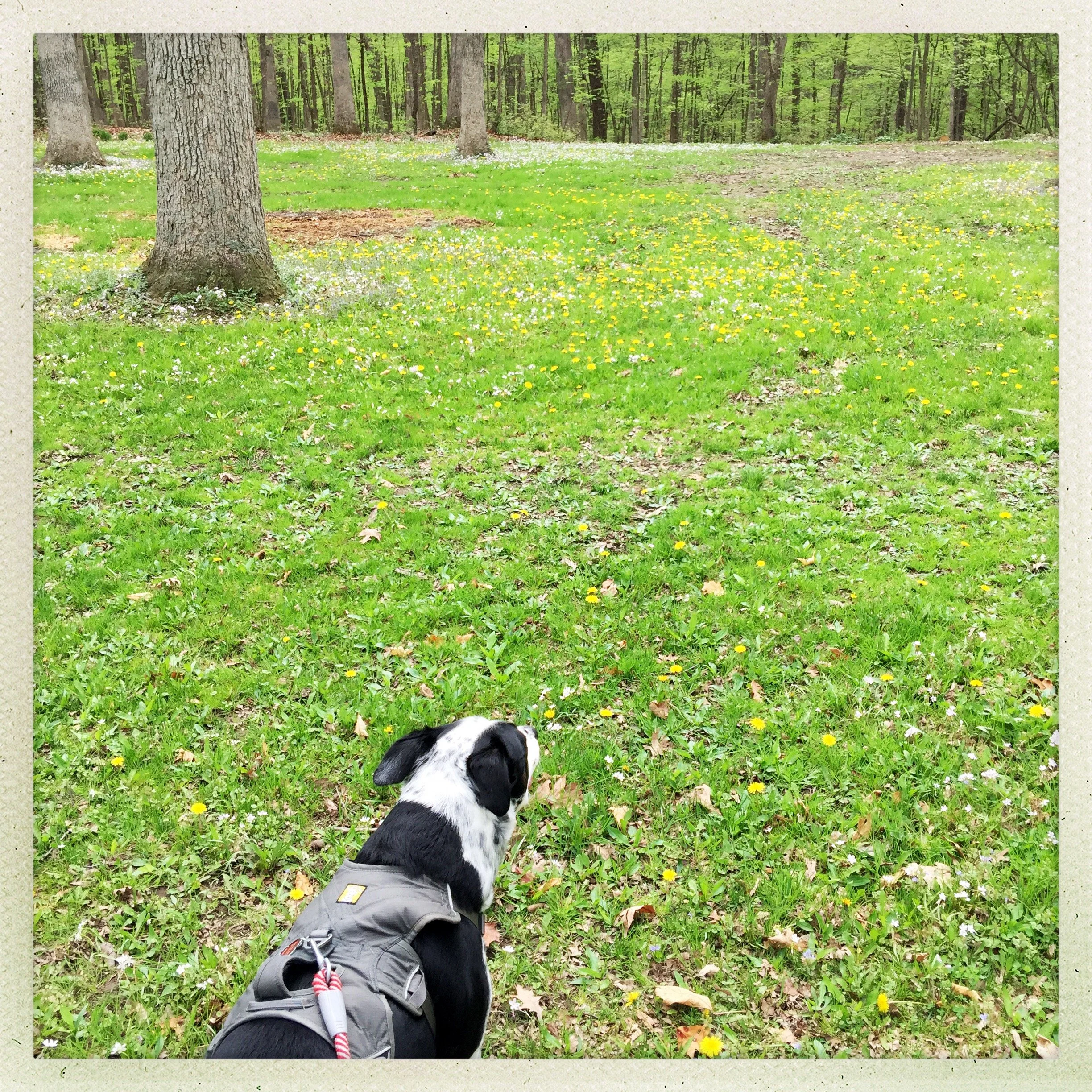 A black and white dog starting out a walk towards a forest across green spring grass covered with dandelion flowers with the person who loves him most.