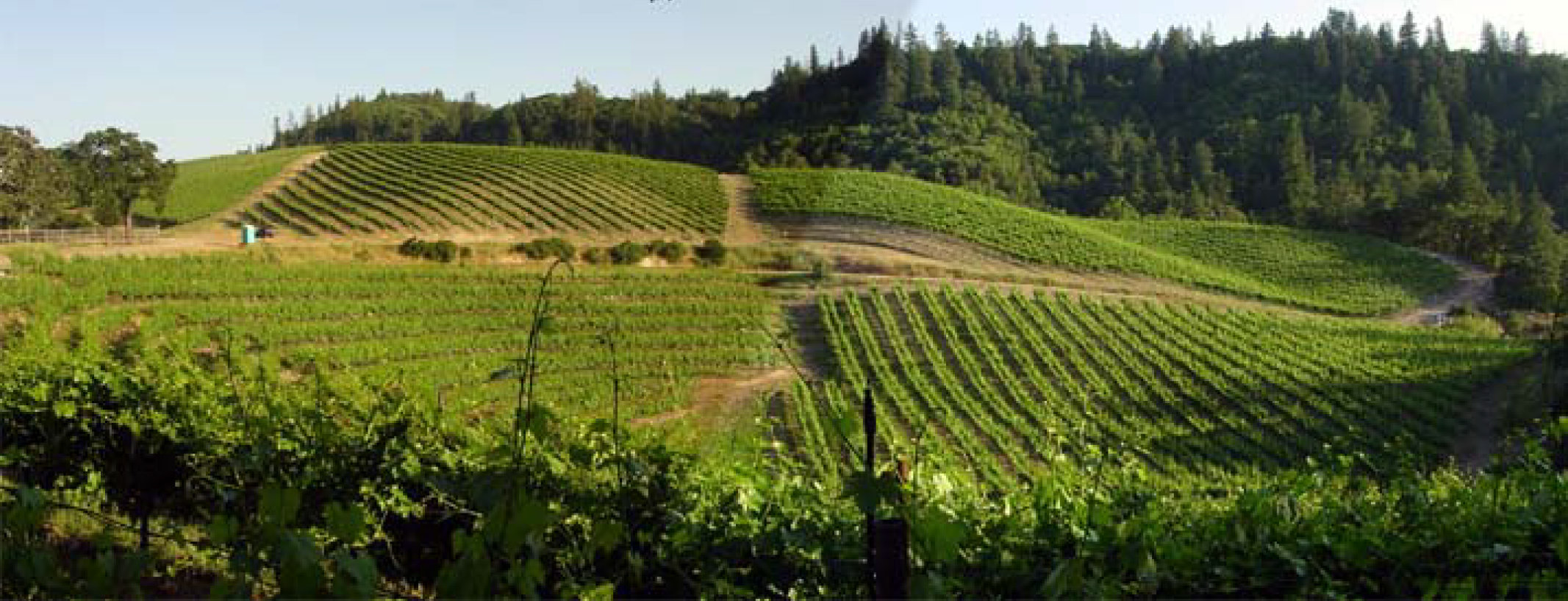 speedy-creek-winery.png