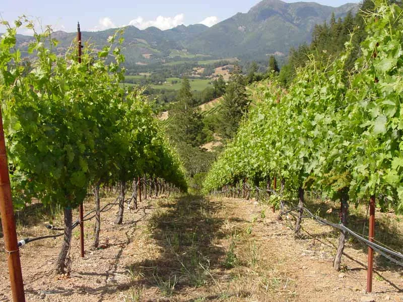 Our Grapes - Cabernet Sauvignon 