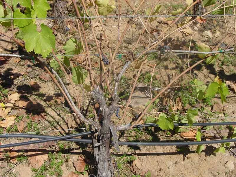 Our Grapes - Sangiovese