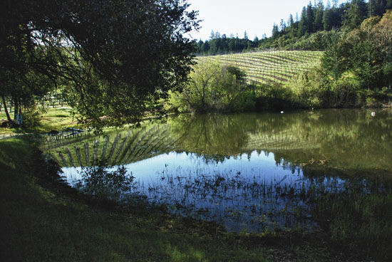 pond copy.jpg