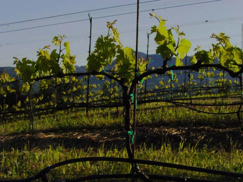 Our Grapes - Zinfandel