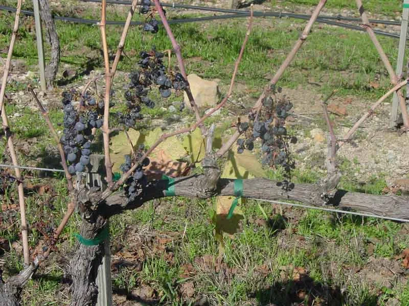 Our Grapes - Petit Verdot