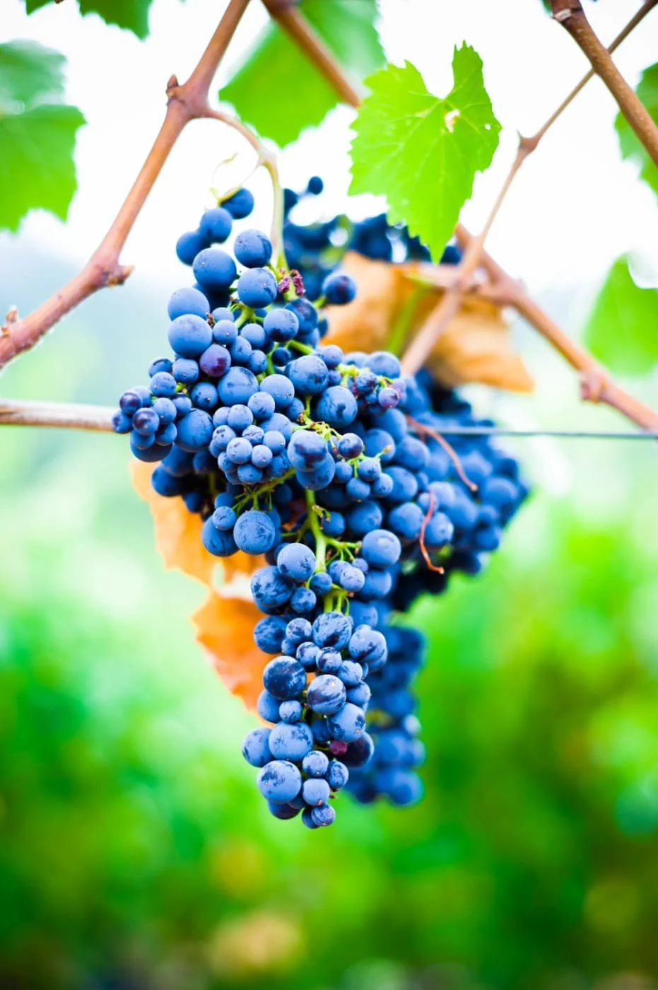 Vine to Table 