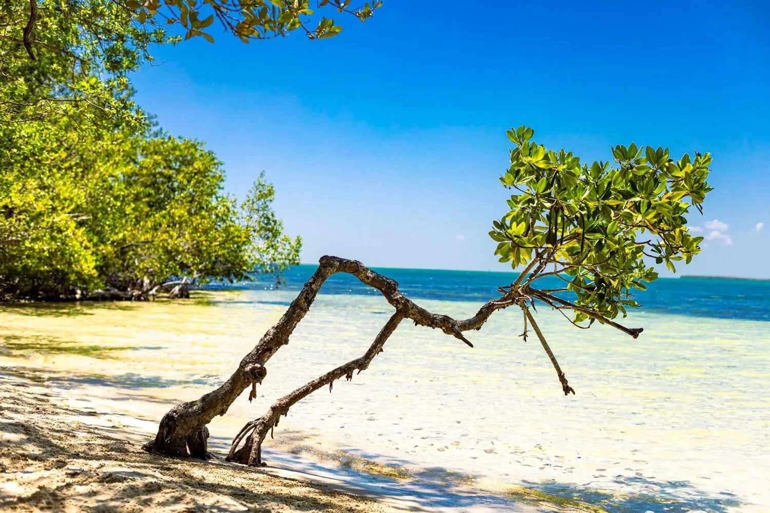 Tropical fine art photograph taken in Key Largo, Florida, showing a windswept tree beside turquoise ocean water with lush greenery and a bright blue sky.