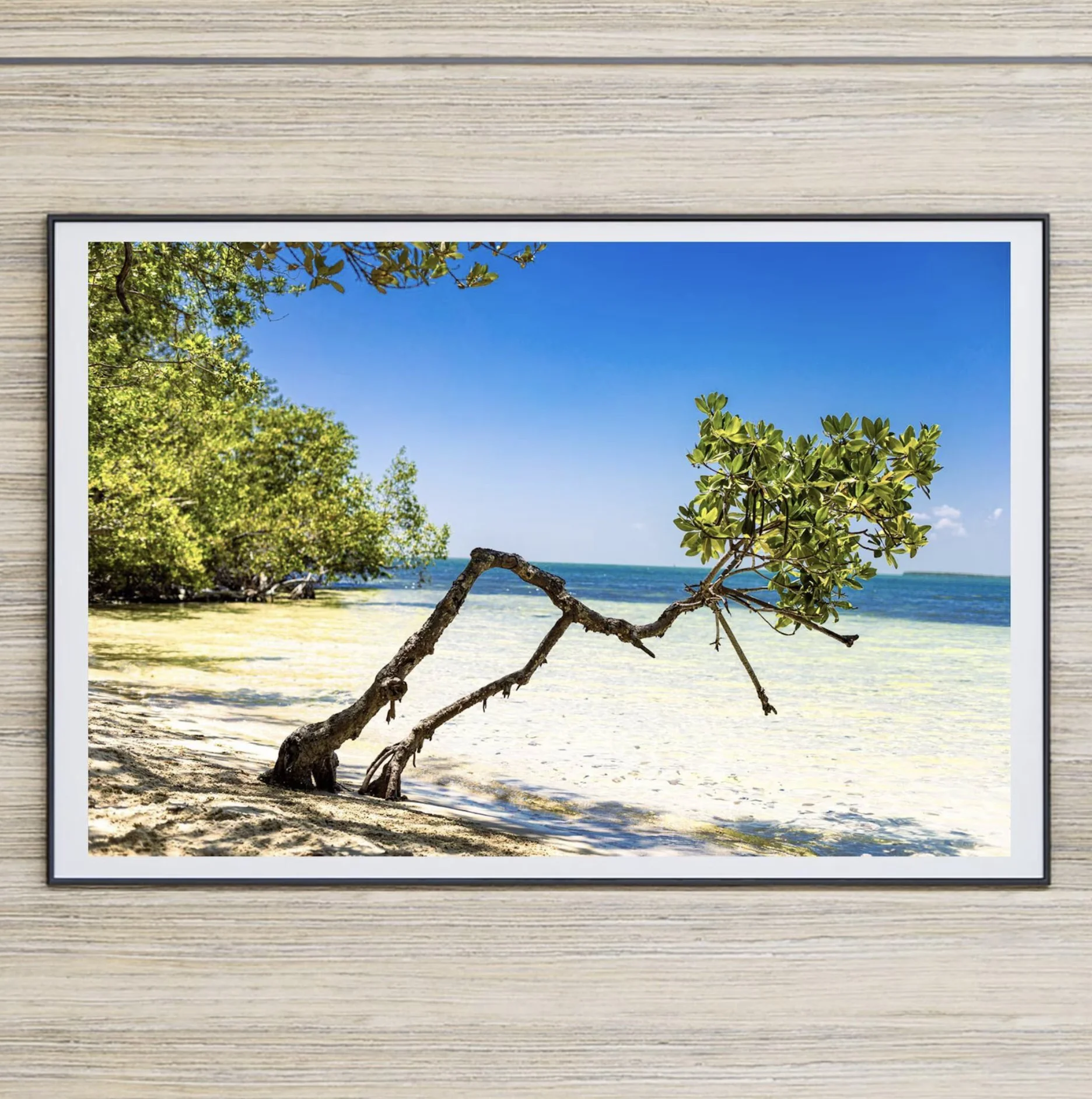 Tropical fine art photograph taken in Key Largo, Florida, showing a windswept tree beside turquoise ocean water with lush greenery and a bright blue sky.