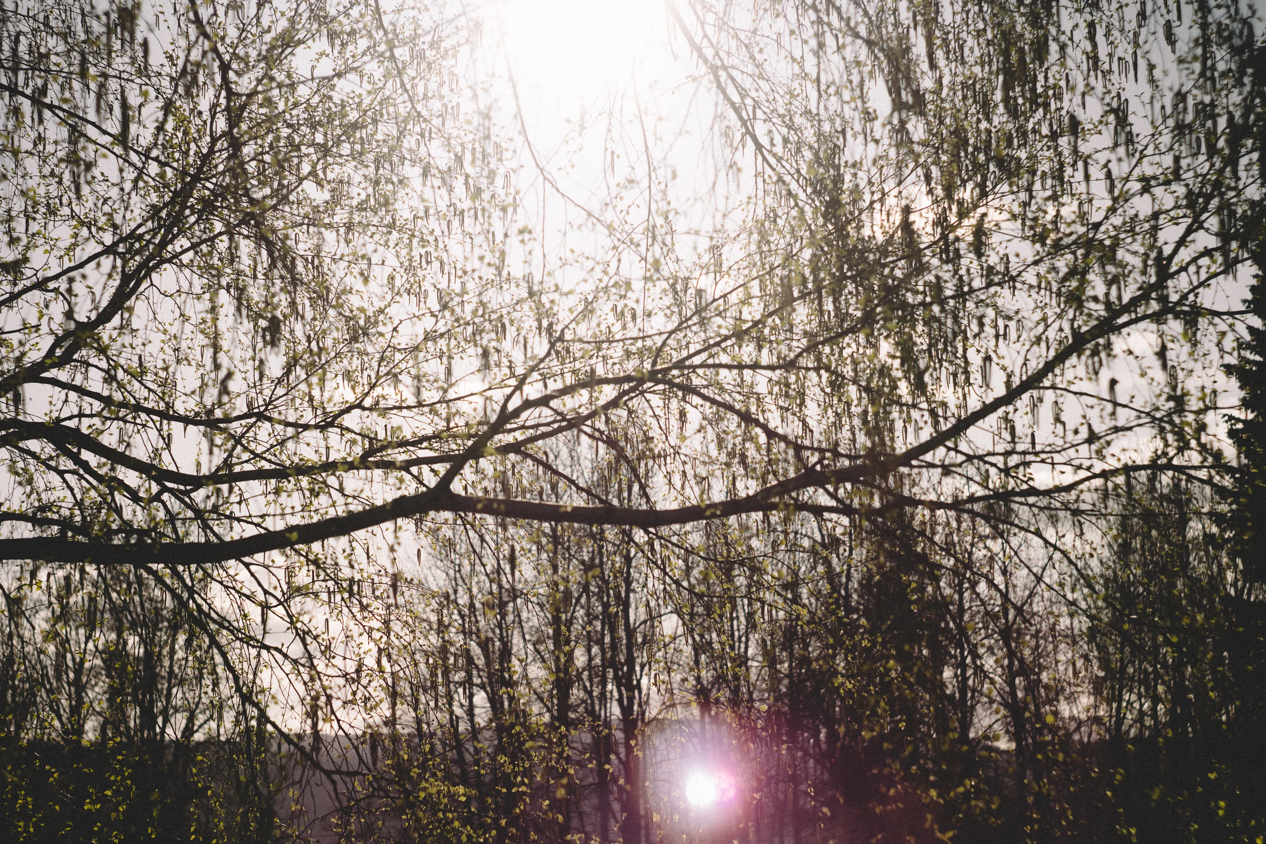Hood River Engagement Photography-2-1.jpg