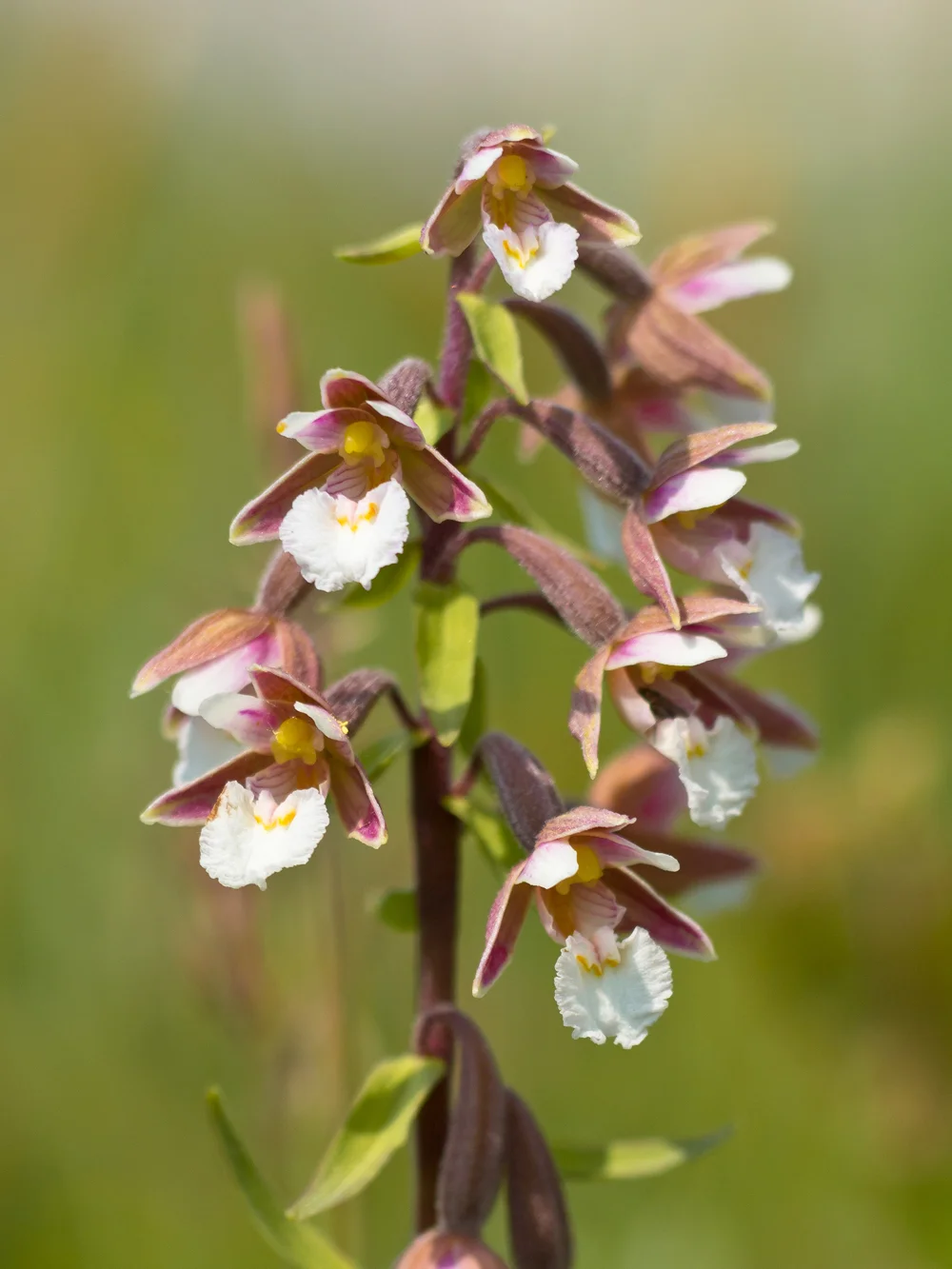 Myrflangre er kanskje Norges vakreste orkidé. Myrflangre heter Epipactis Palustris på latin, og er en sterkt utrydningstruet orkidé.