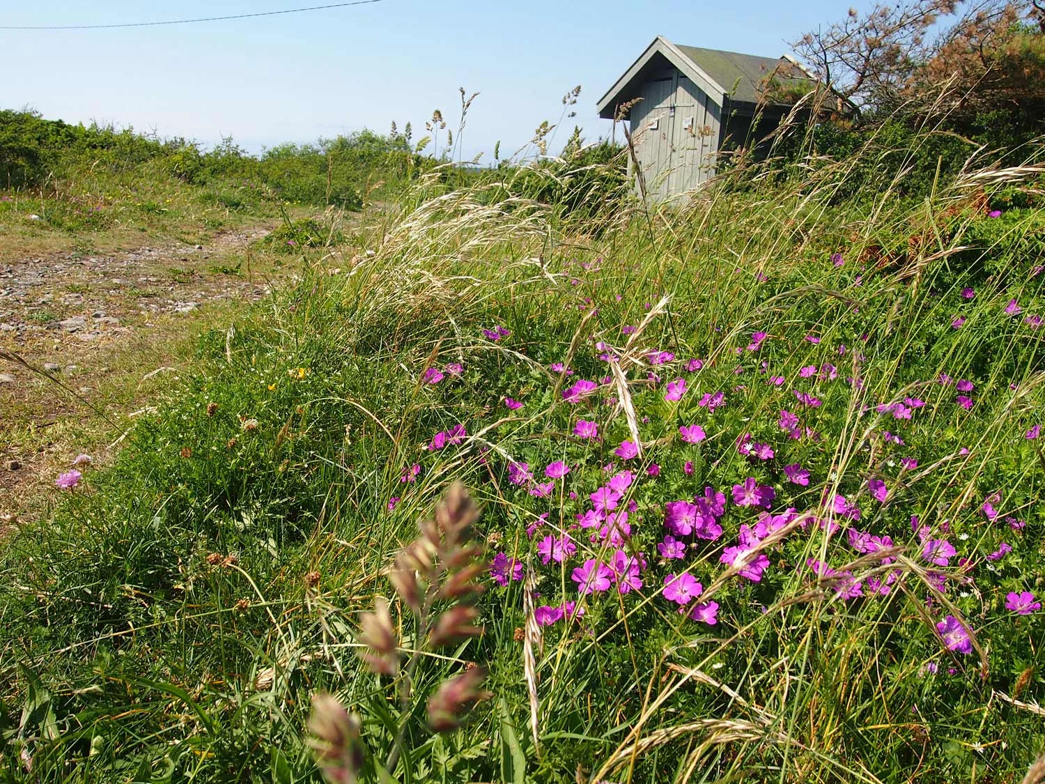 Brattestø-P1013959.jpg
