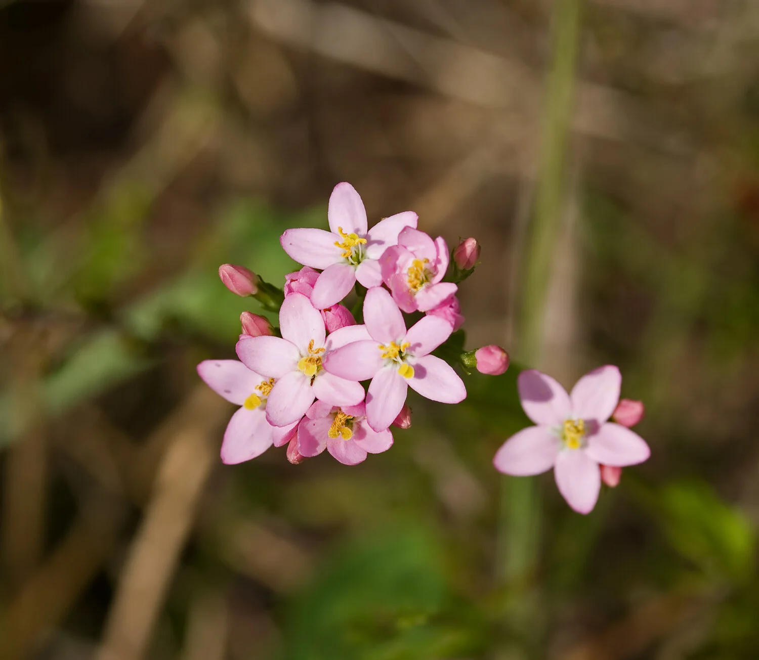 Godt utviklet strandeng med store mengder blomstrende tusengylden.