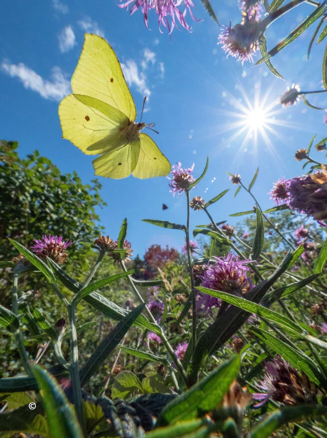 Flygende skjønnhet i sitt rette element på Hvaler. Om du følger godt med på en sommerfugl som lander på en blomst kan du kanskje se den. Det er lettest å se sommerfugler når det er sol, varmt og lite vind. Da er sommerfuglene mest aktive.