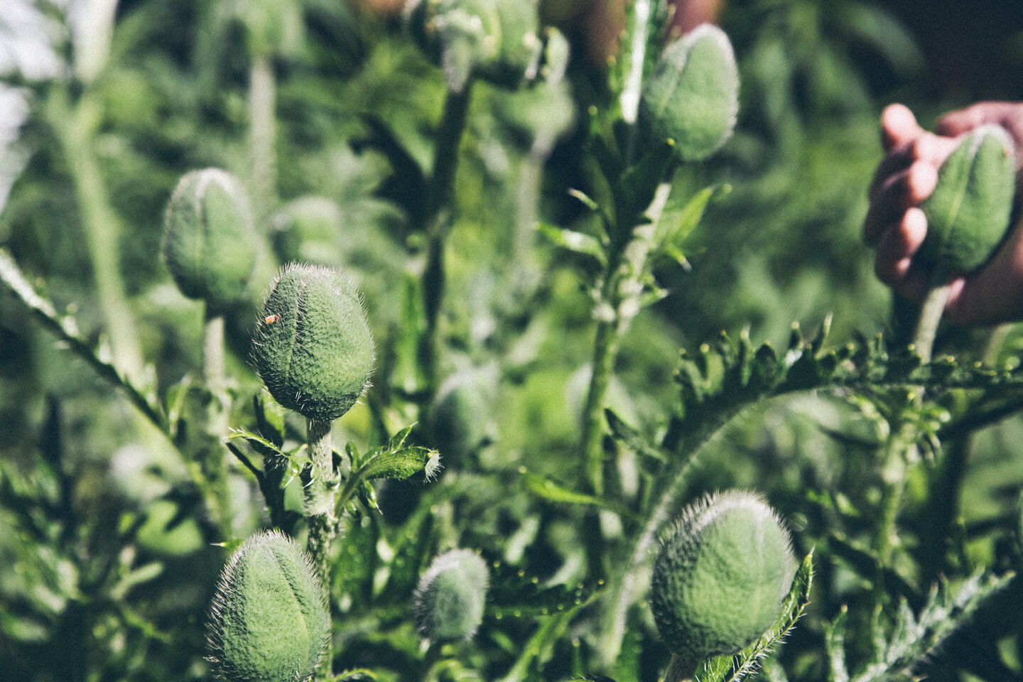   Poppies  