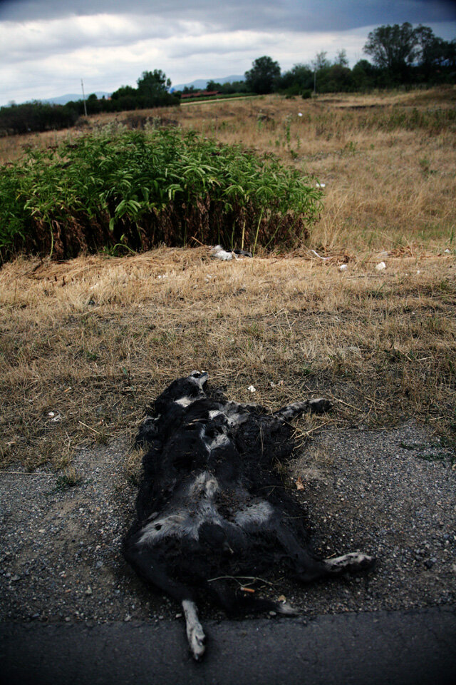   Dead Dog   South Serbia, 2008 