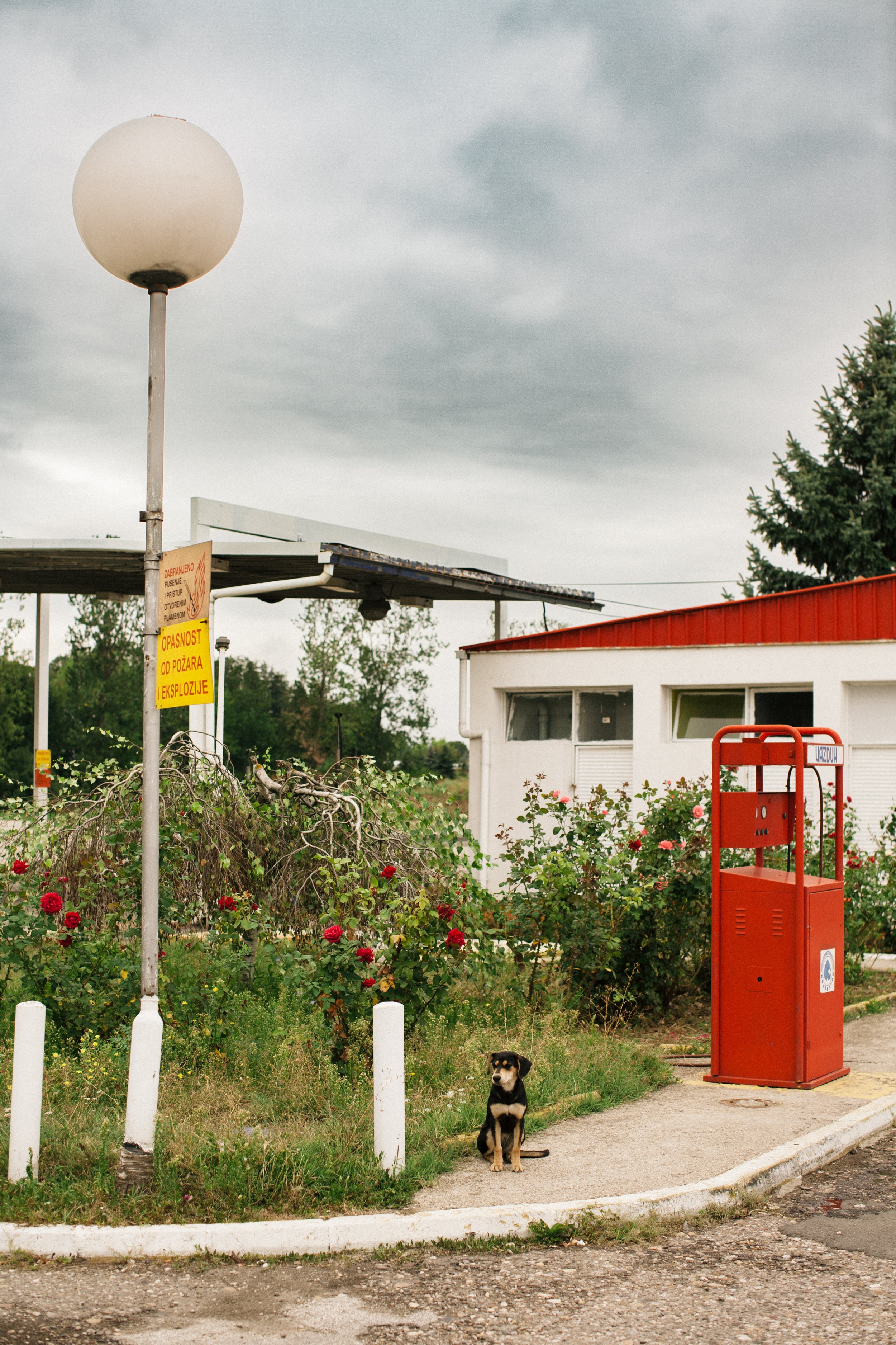   Gas station, Dog, Roses   Serbia-Croatia border (Slavonski Šamac), 2009 