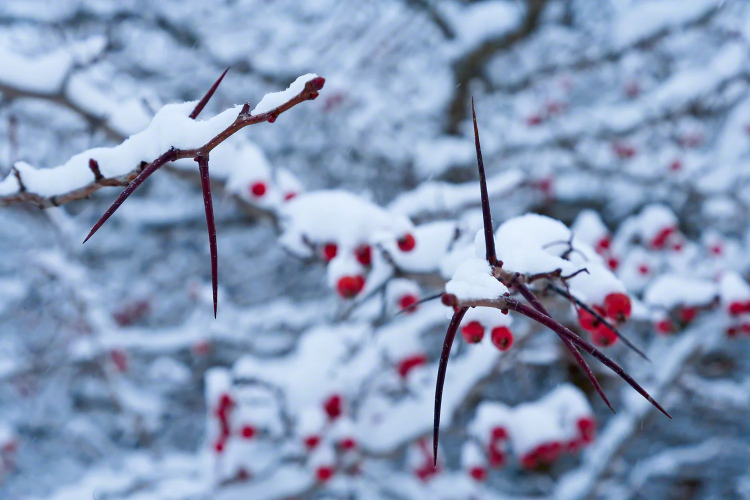 Winter Thorns