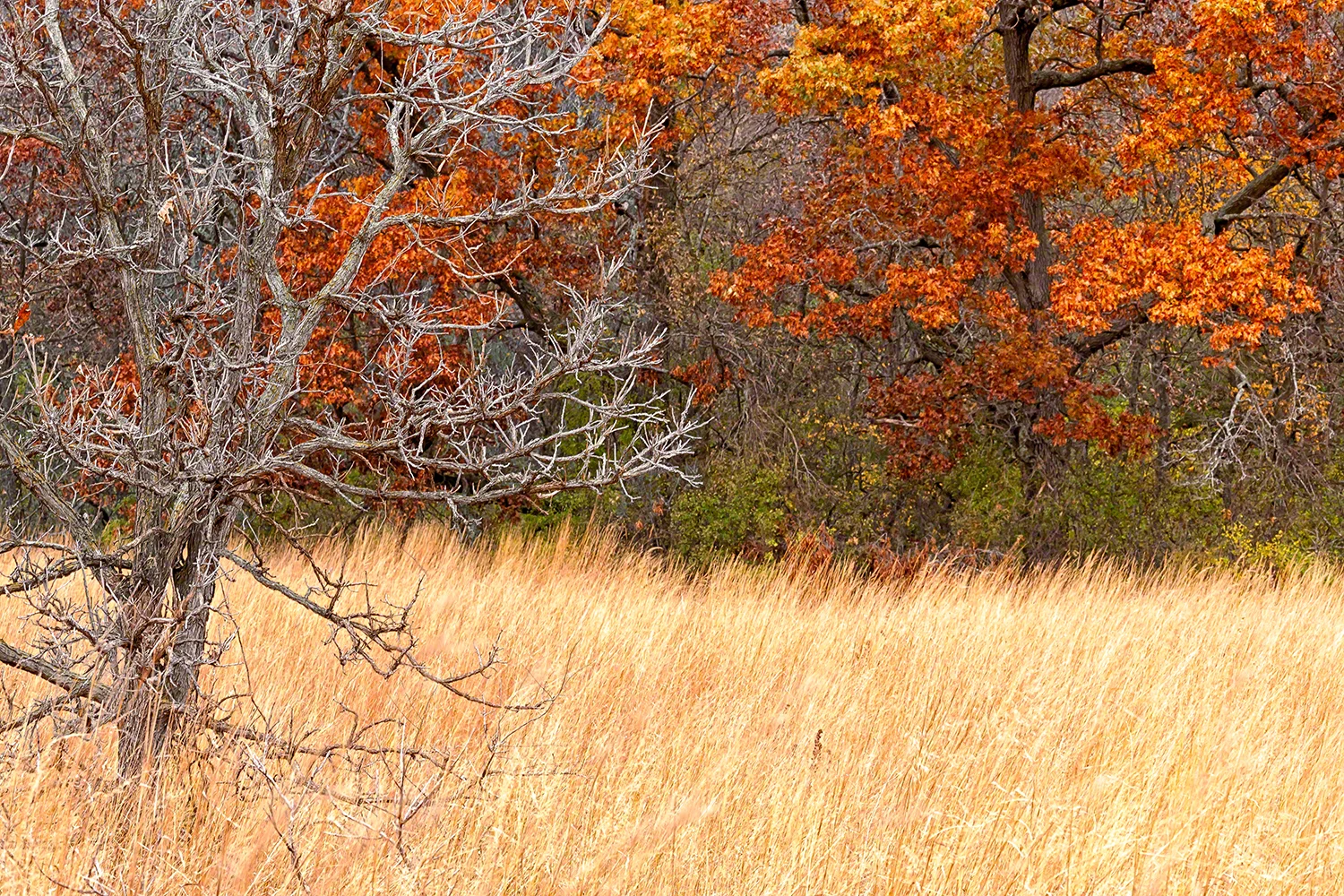 Autumn Meadow