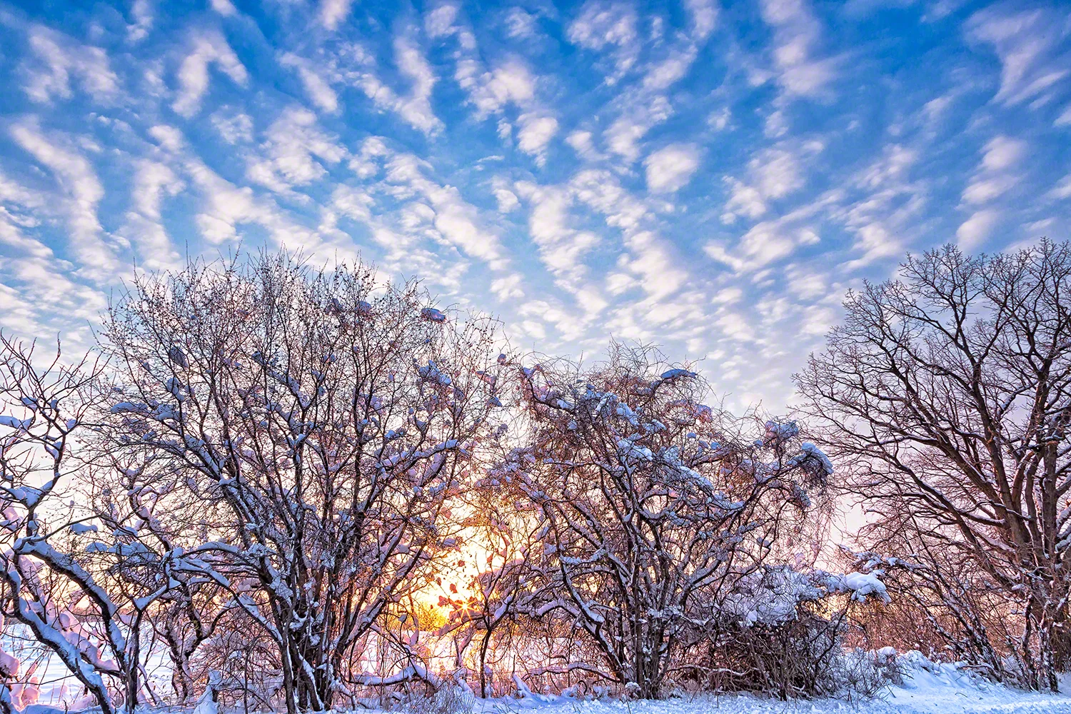 Sunrise with Fence Line in Fresh Snow