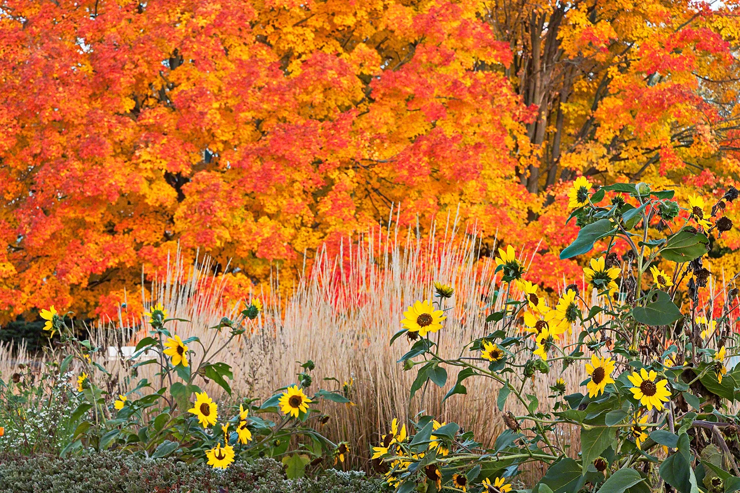 Autumn Blaze