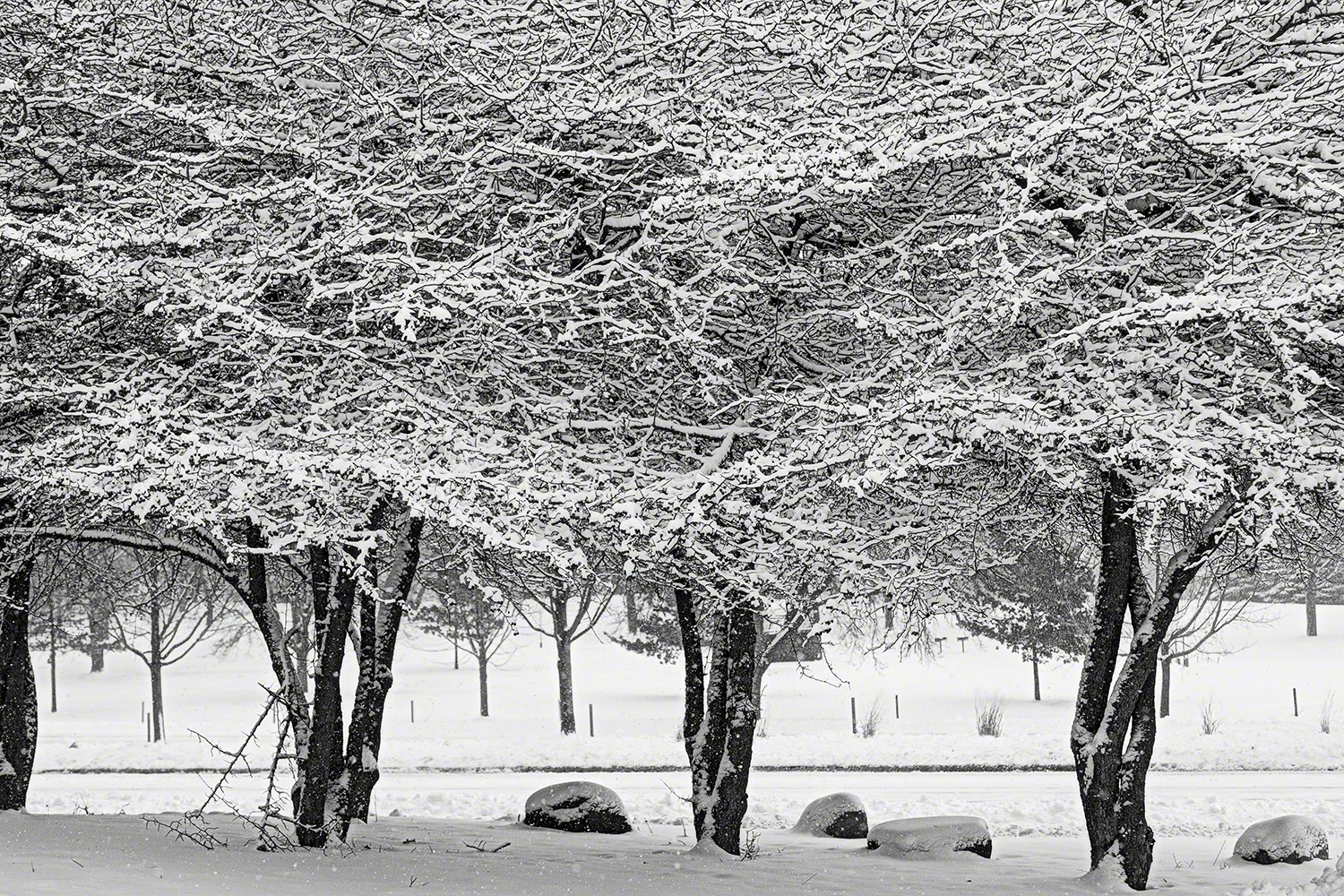 Winter Trio