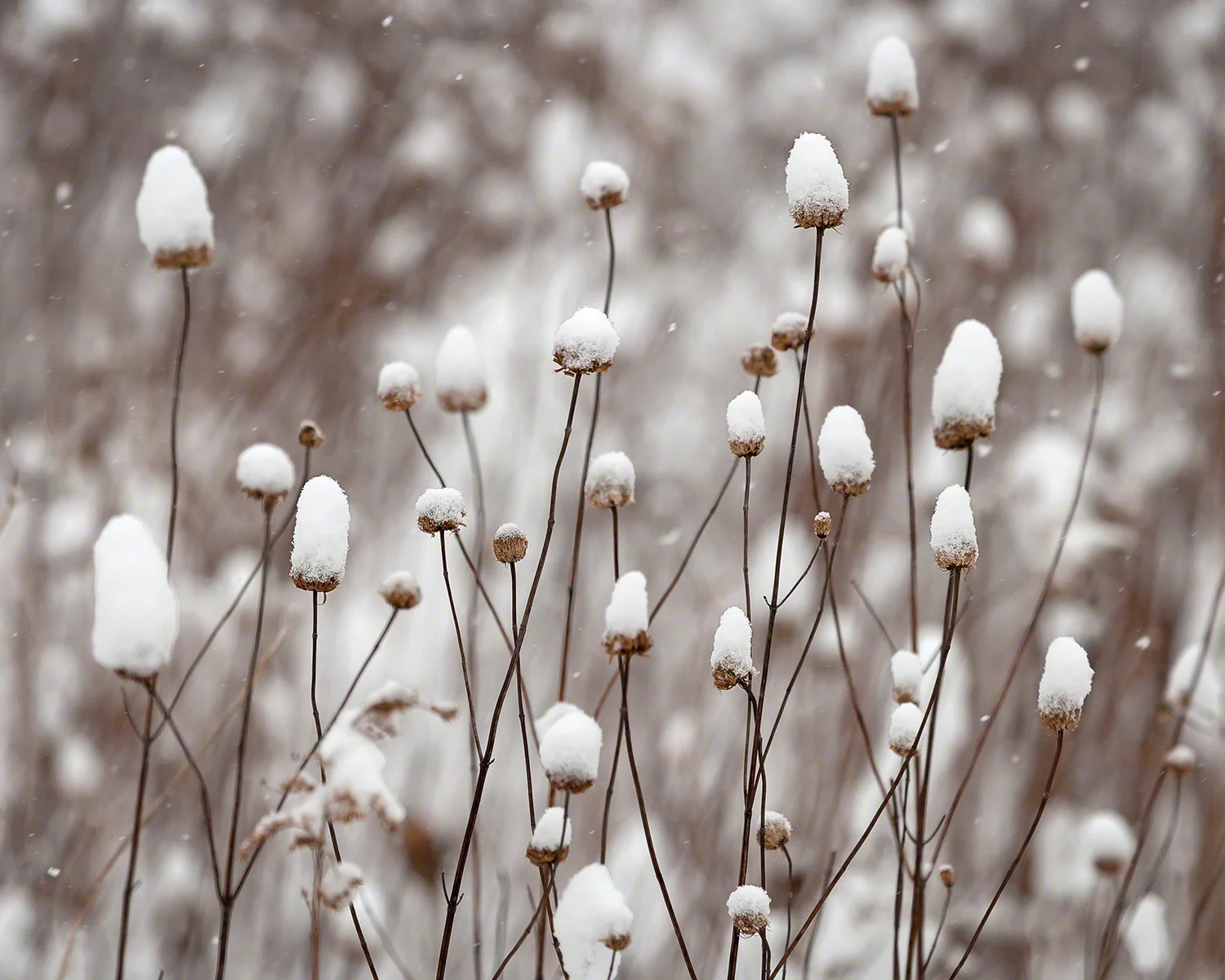 Snow Caps